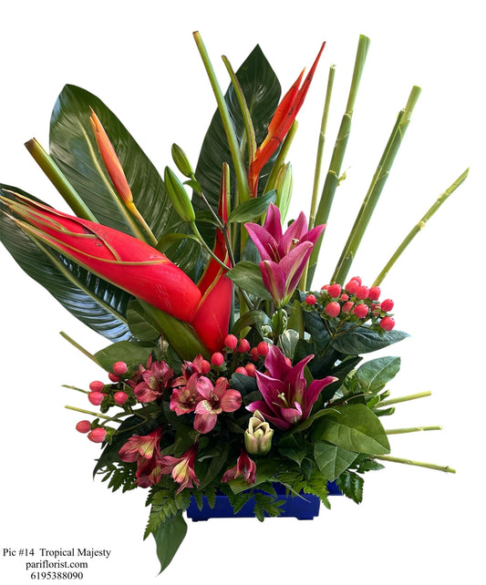 Pic #14 Tropical Majesty