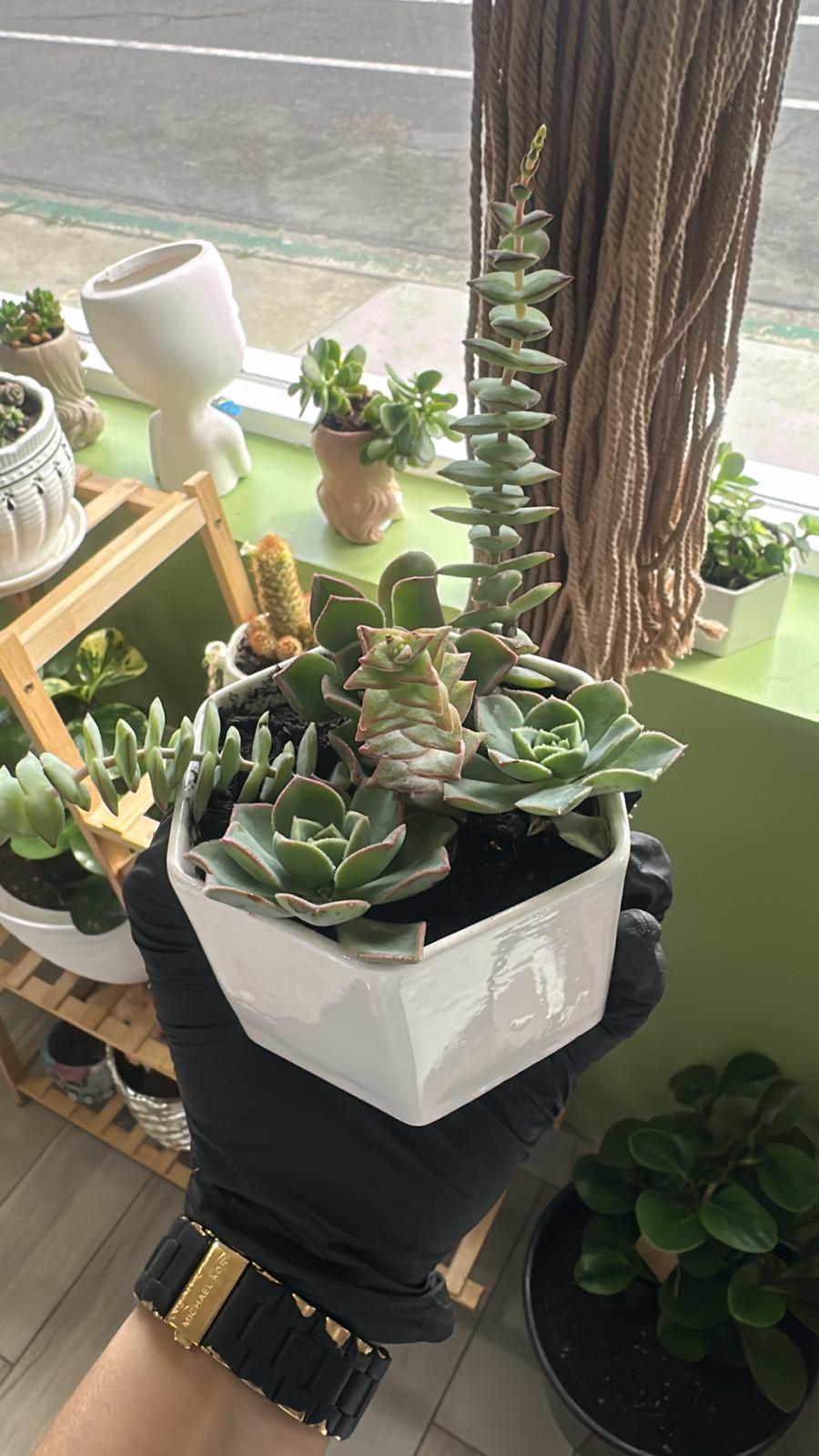 Modern Succulent Arrangement – Elegant White Ceramic Planter