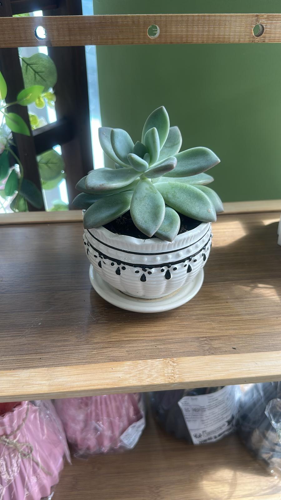 Echeveria Succulent – Low-Maintenance Indoor & Outdoor Plant