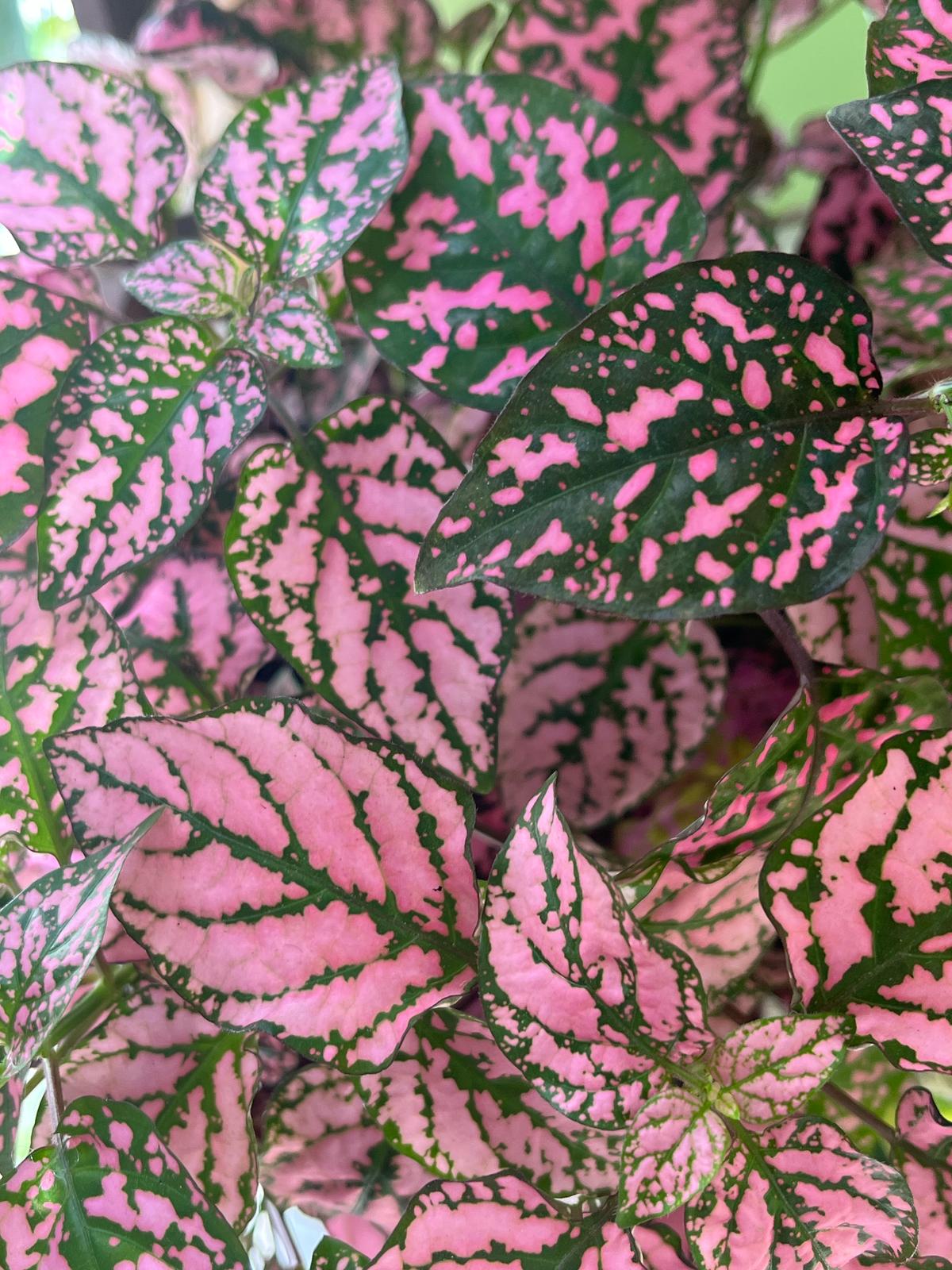 Pink Polka Dot Plant (Hypoestes Phyllostachya) β Vibrant & Easy-Care Houseplant