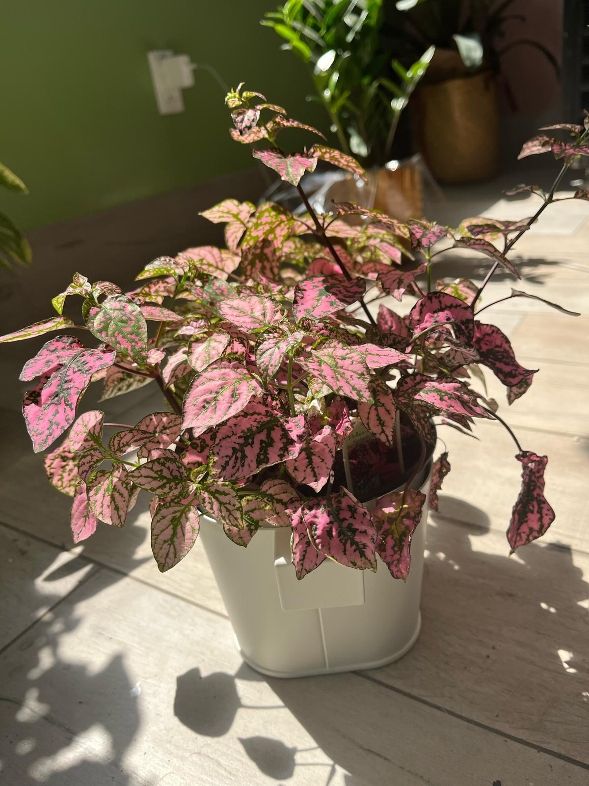 Pink Polka Dot Plant (Hypoestes Phyllostachya) β Vibrant & Easy-Care Houseplant