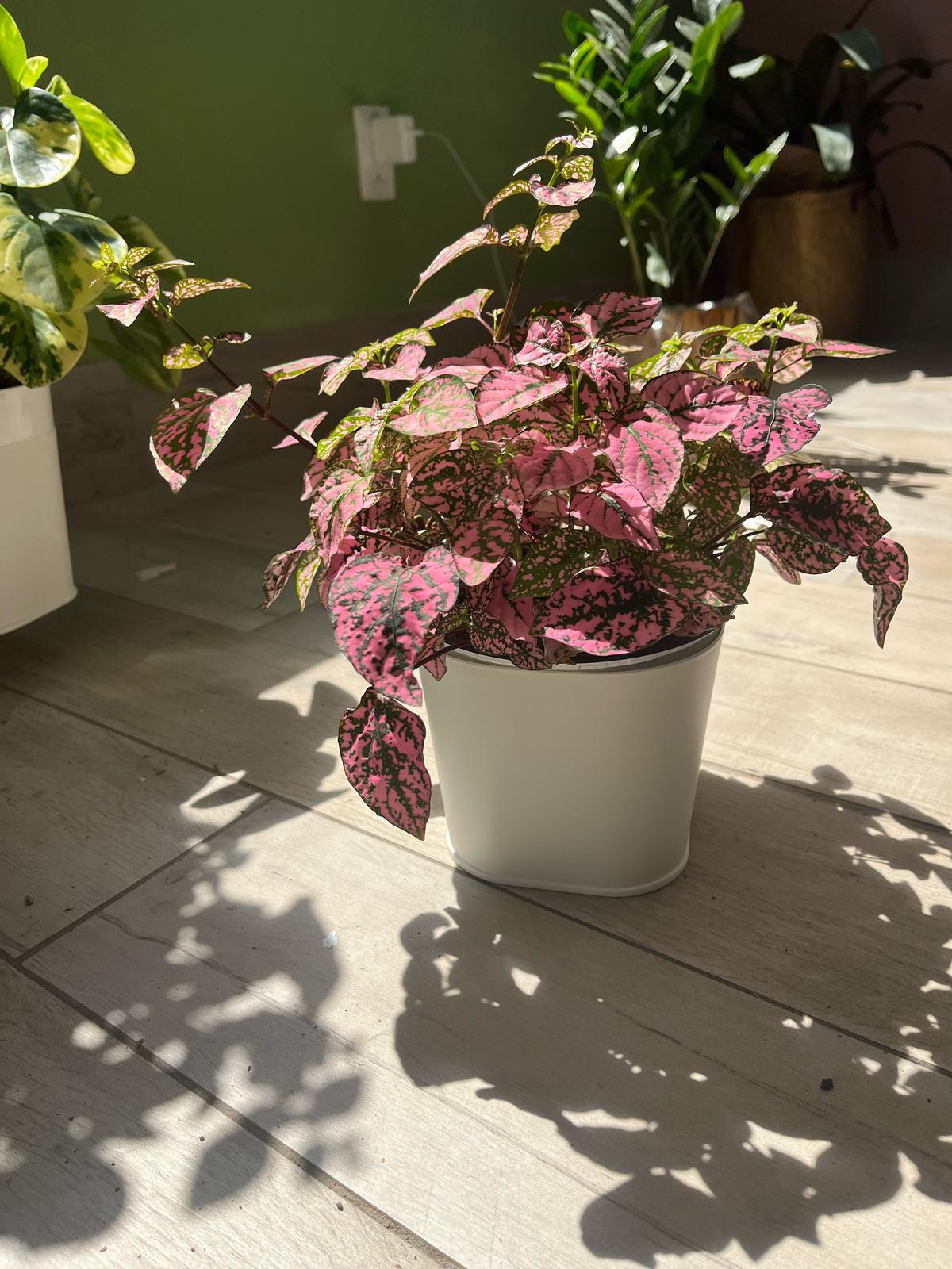 Pink Polka Dot Plant (Hypoestes Phyllostachya) β Vibrant & Easy-Care Houseplant