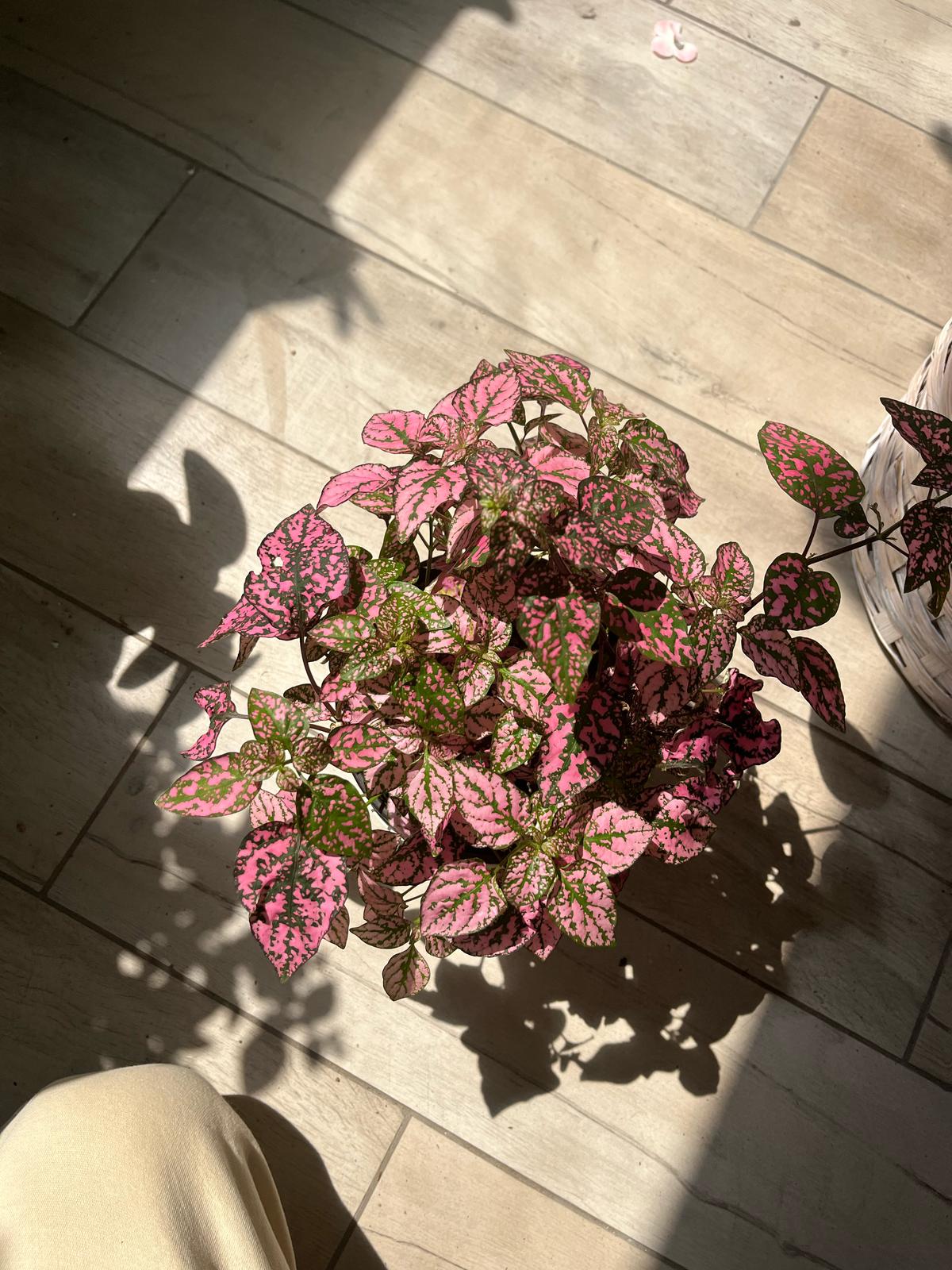 Pink Polka Dot Plant (Hypoestes Phyllostachya) β Vibrant & Easy-Care Houseplant