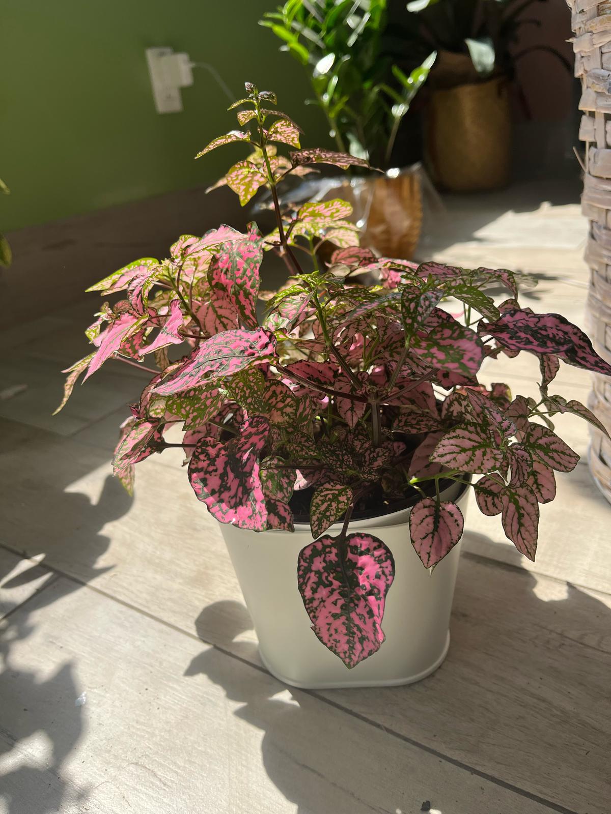 Pink Polka Dot Plant (Hypoestes Phyllostachya) β Vibrant & Easy-Care Houseplant