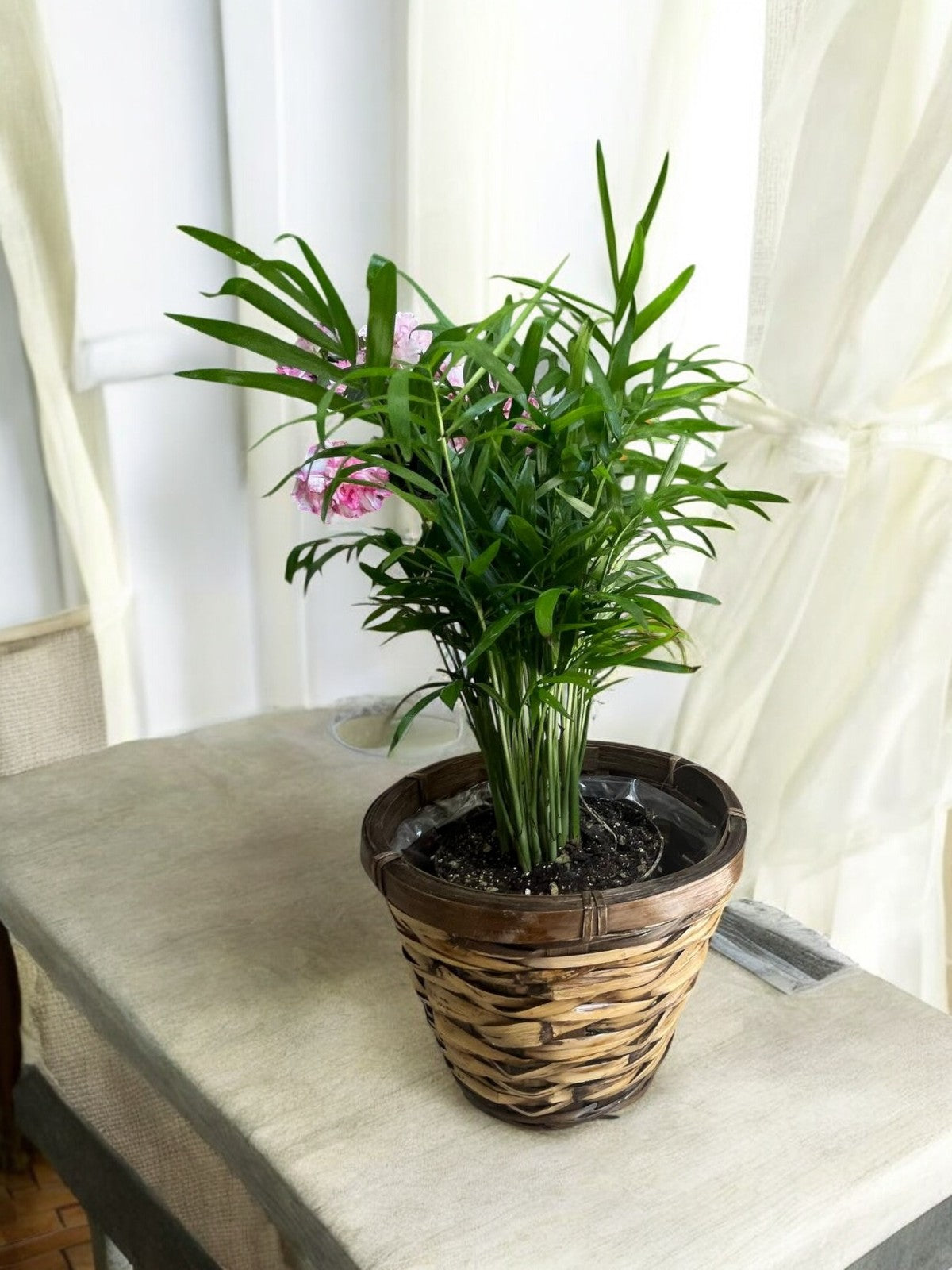 Parlor Palm (Chamaedorea Elegans)