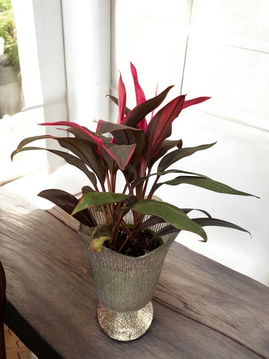 Hawaiian Ti Plant – Exotic Pink & Green Cordyline in Decorative Planter