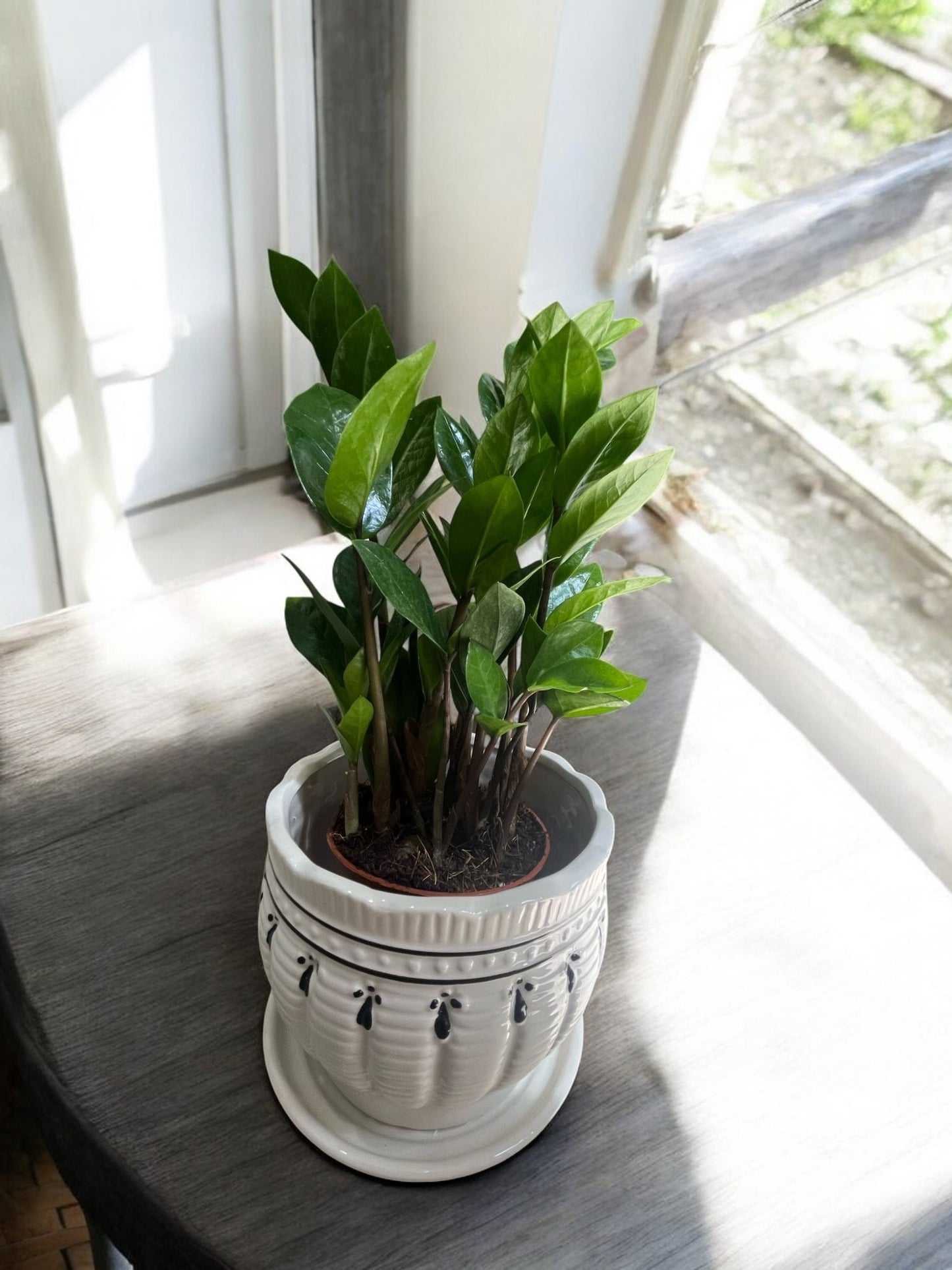 ZZ Plant – Easy-Care, Low-Light Houseplant for Home & Office