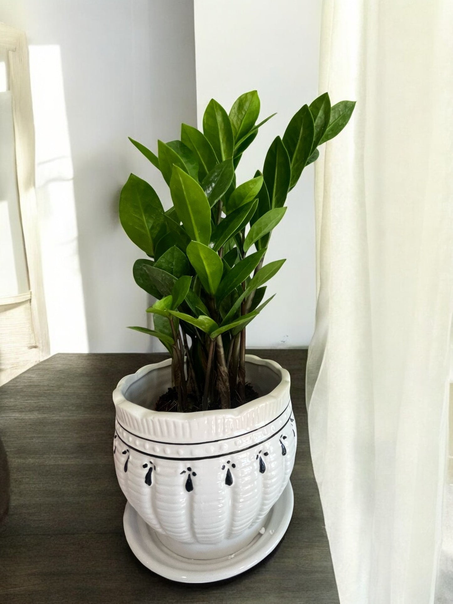 ZZ Plant – Easy-Care, Low-Light Houseplant for Home & Office