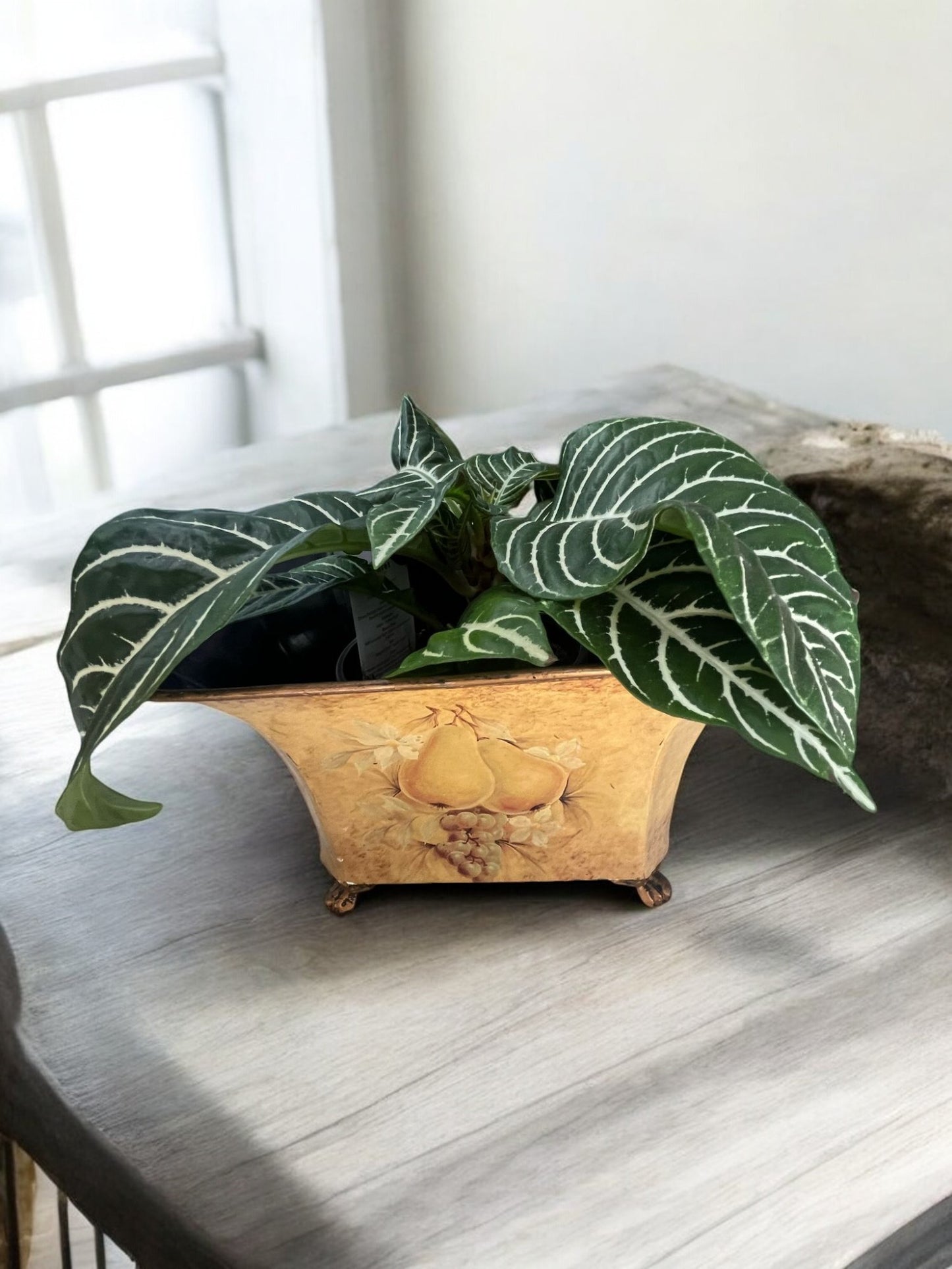 Zebra Plant – Striking Foliage & Vibrant Blooms