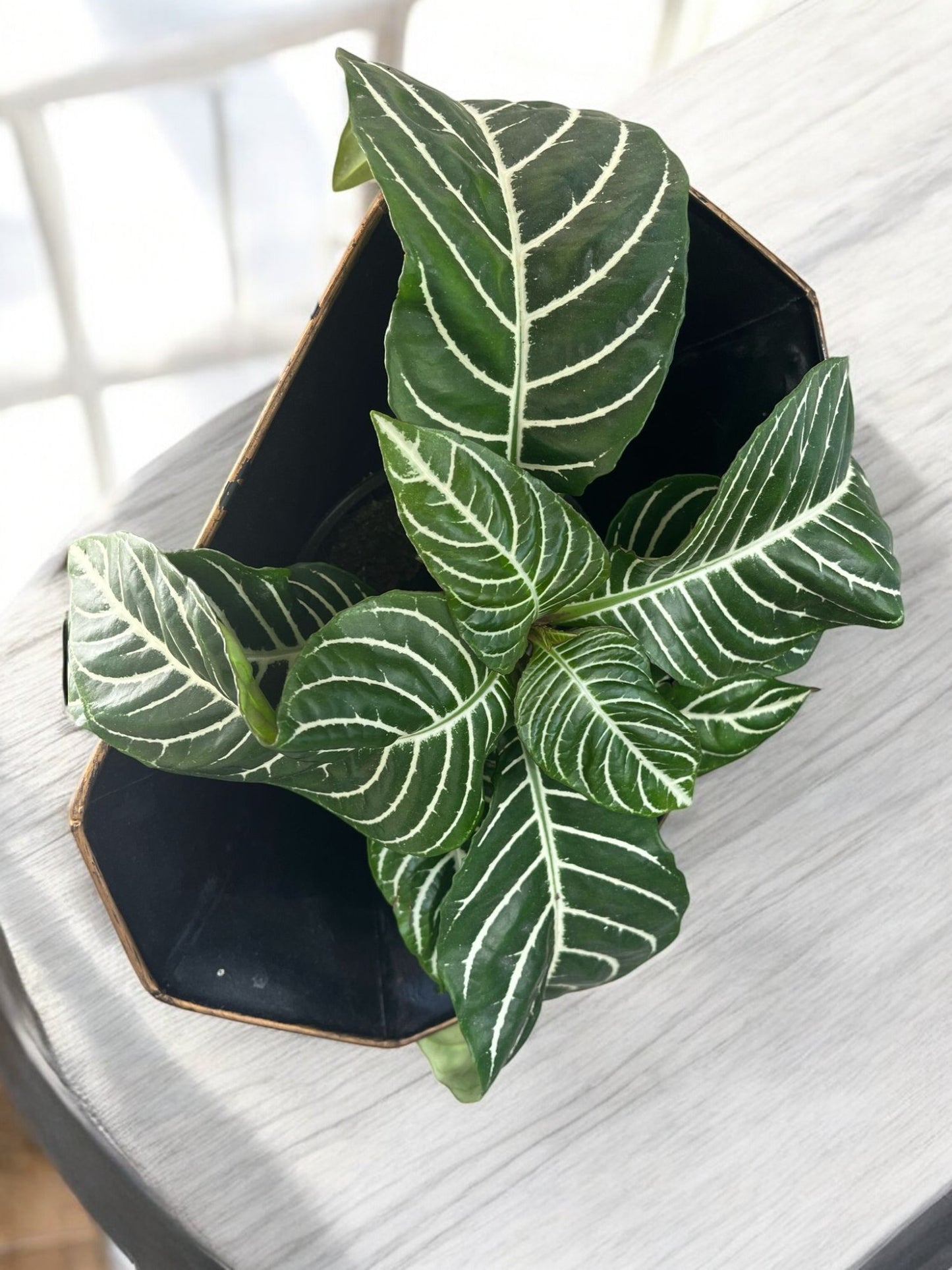 Zebra Plant – Striking Foliage & Vibrant Blooms