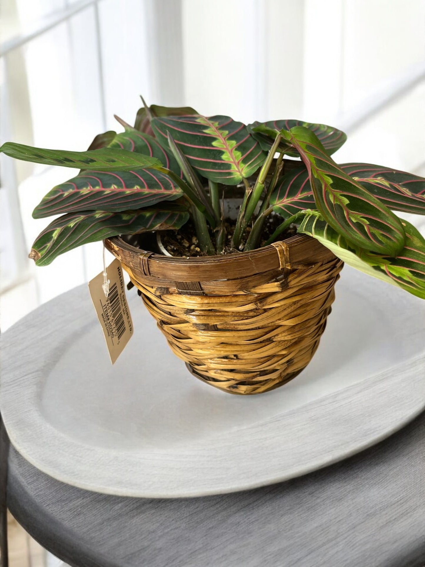 Maranta Leuconeura ‘Red Prayer Plant’ – Unique Low-Light Houseplant