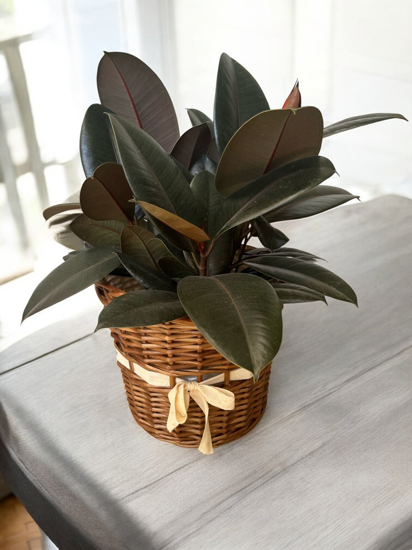 Ficus Elastica ‘Burgundy Rubber Plant’ – Bold & Easy-Care Houseplant