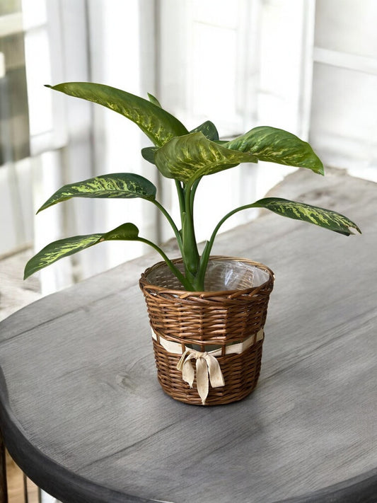 Dieffenbachia ‘Camille’ – Lush & Air-Purifying Houseplant