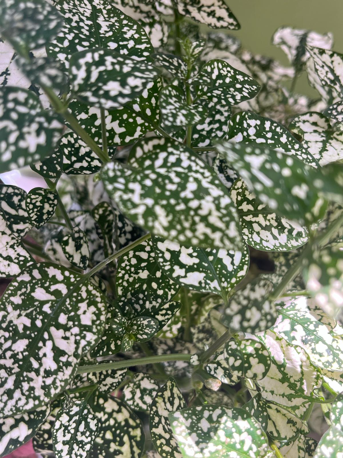 Hypoestes Phyllostachya (Polka Dot Plant) – A Splash of Playful Color