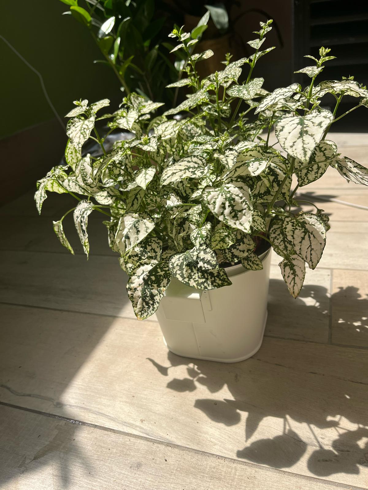 Hypoestes Phyllostachya (Polka Dot Plant) – A Splash of Playful Color