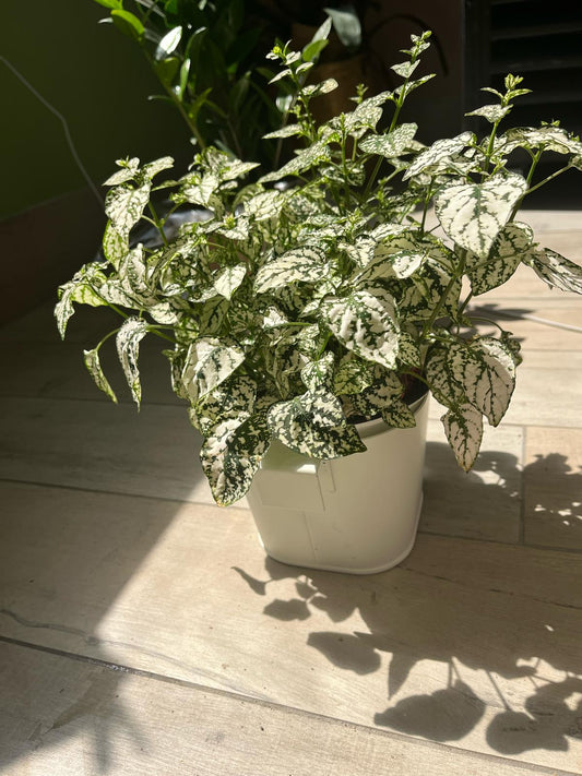 Hypoestes Phyllostachya (Polka Dot Plant) – A Splash of Playful Color