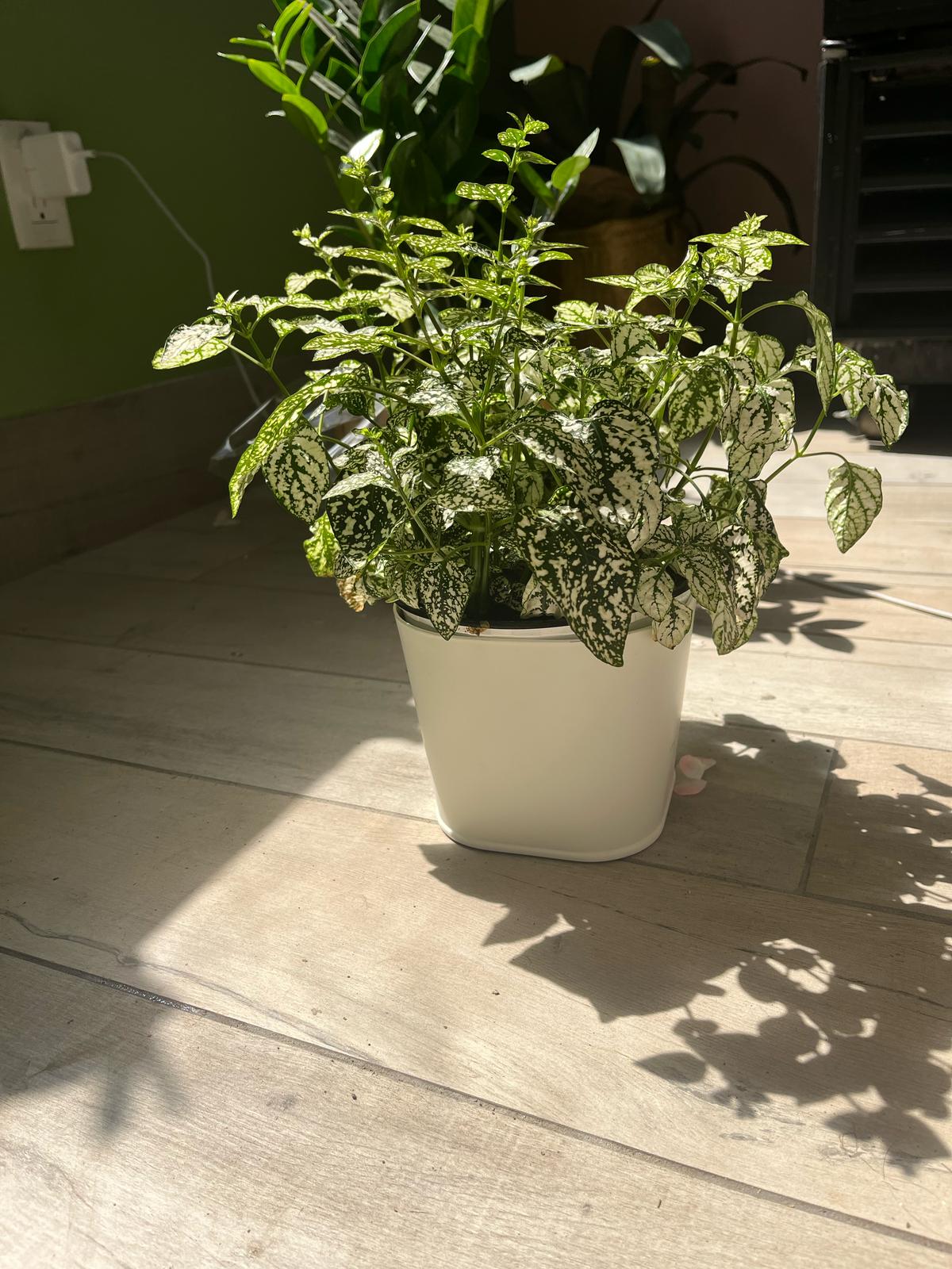 Hypoestes Phyllostachya (Polka Dot Plant) – A Splash of Playful Color