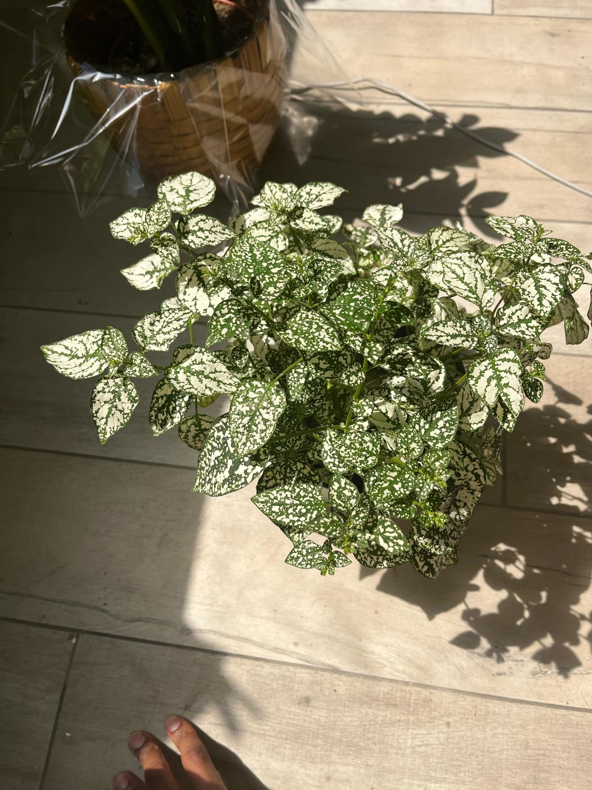 Hypoestes Phyllostachya (Polka Dot Plant) – A Splash of Playful Color