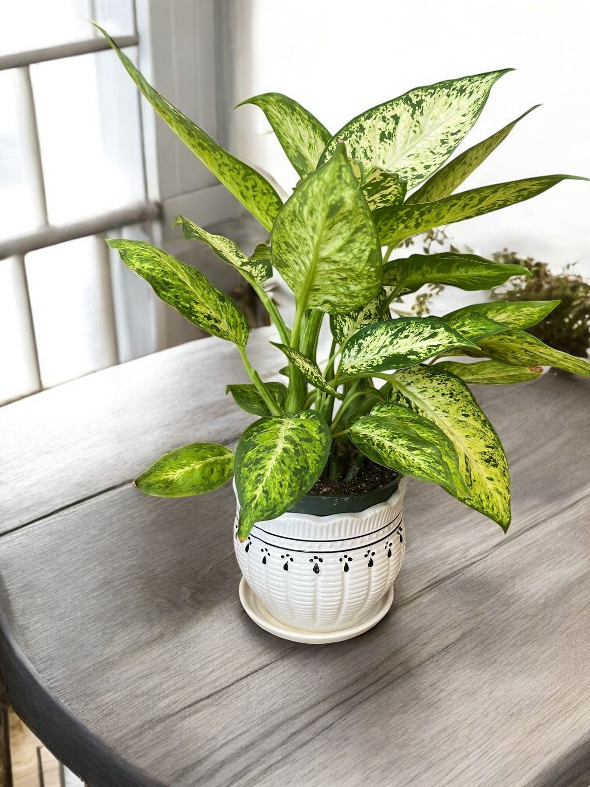 Dieffenbachia Dumb Cane – Air-Purifying Indoor Plant