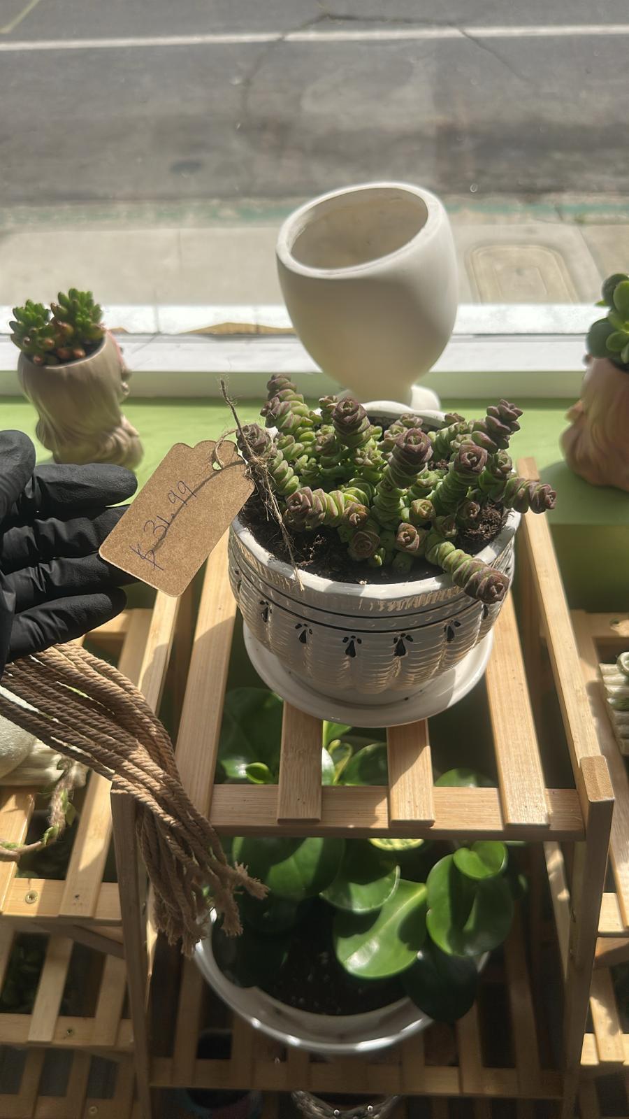 Elegant Geometric Succulent Planter – Unique Spiral Stack Plant