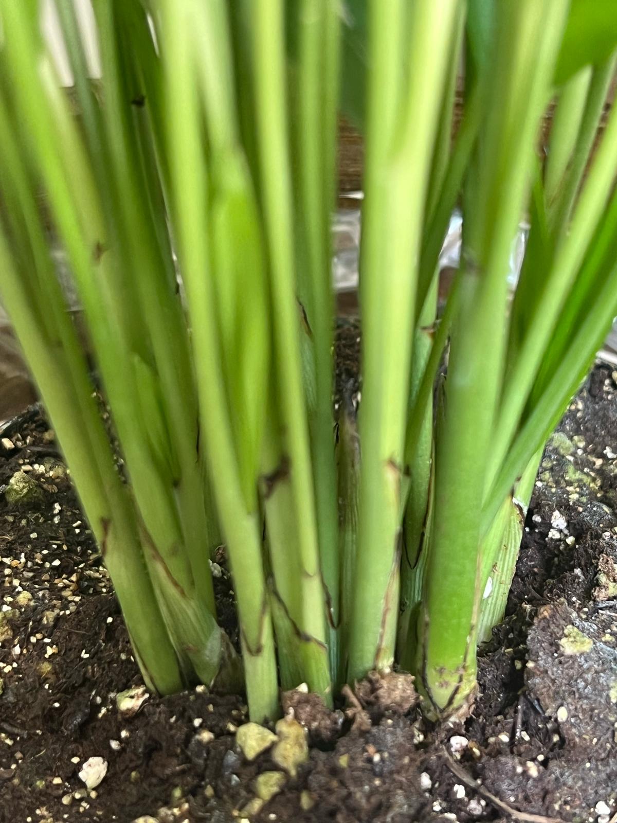 Parlor Palm (Chamaedorea Elegans)