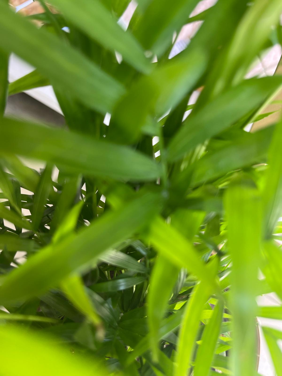 Parlor Palm (Chamaedorea Elegans)