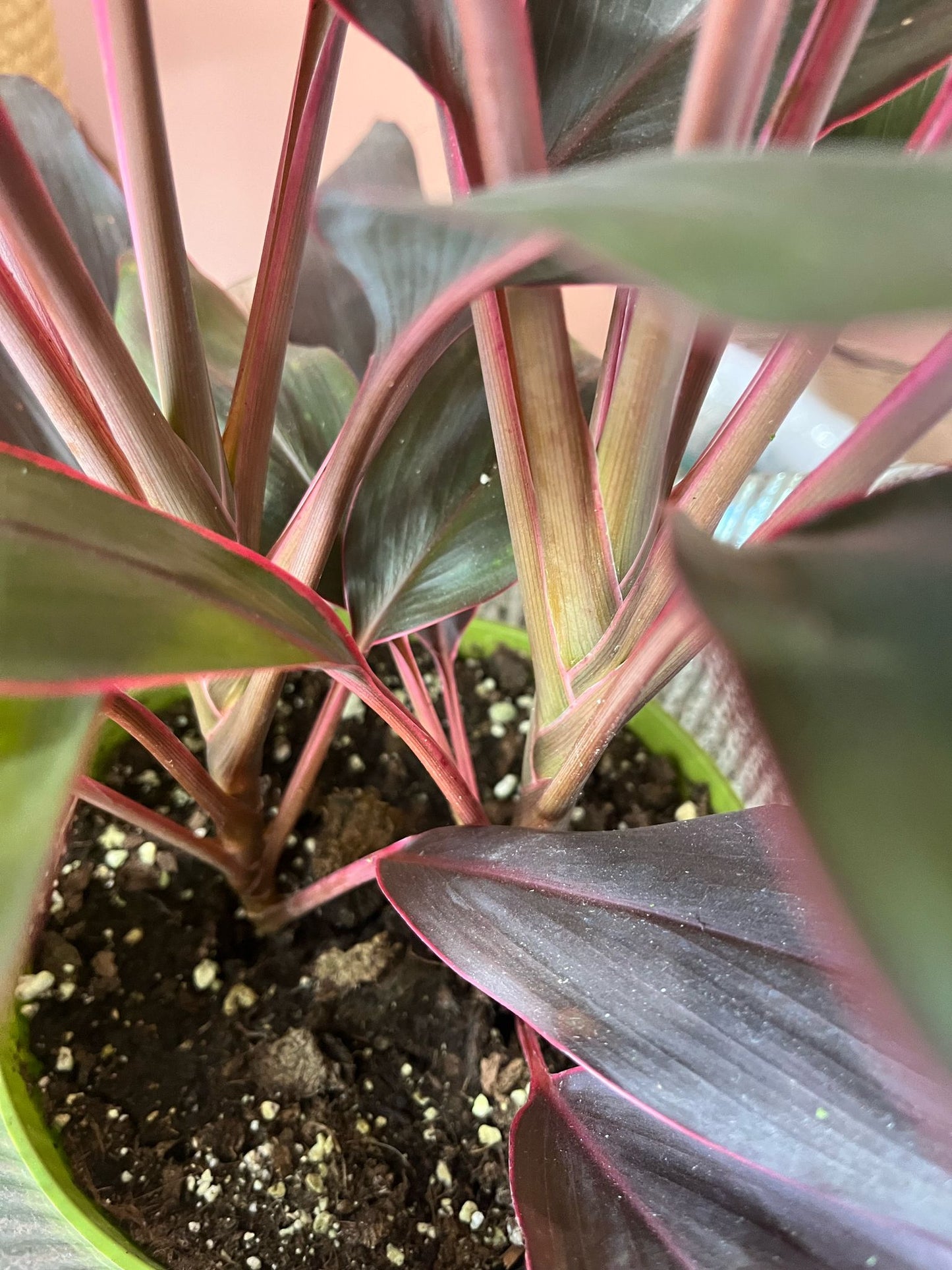 Hawaiian Ti Plant – Exotic Pink & Green Cordyline in Decorative Planter