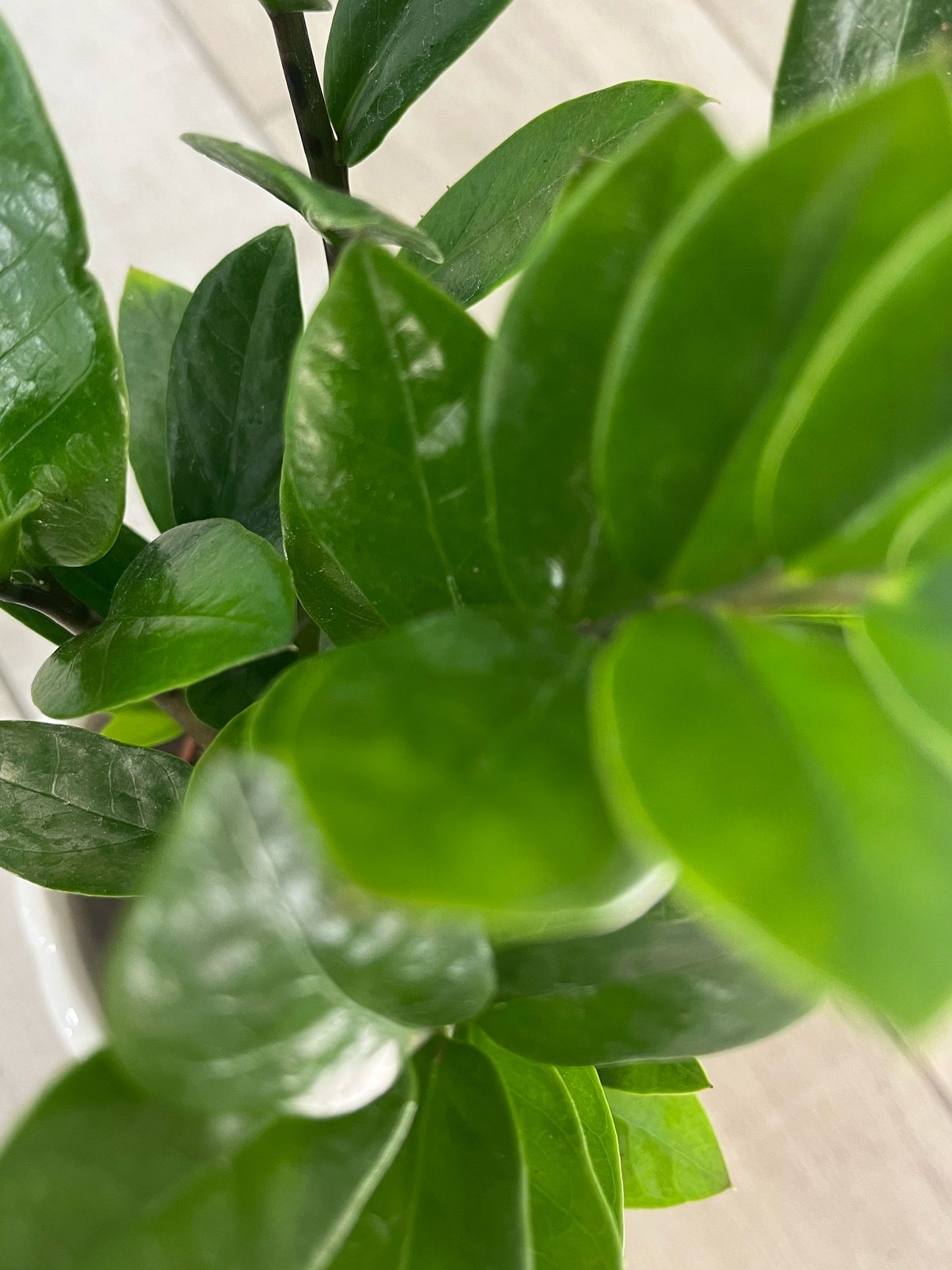 ZZ Plant – Easy-Care, Low-Light Houseplant for Home & Office