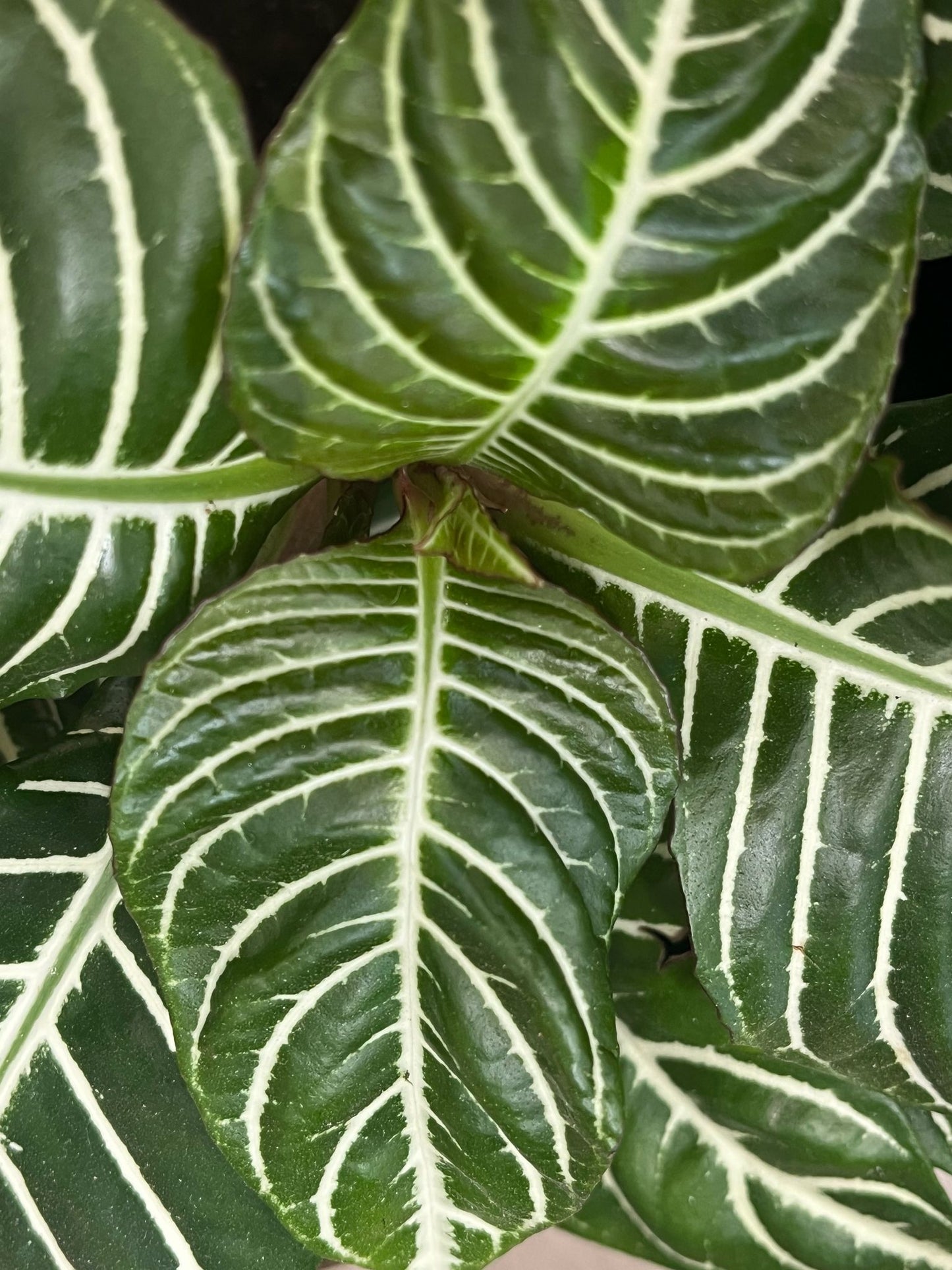 Zebra Plant – Striking Foliage & Vibrant Blooms