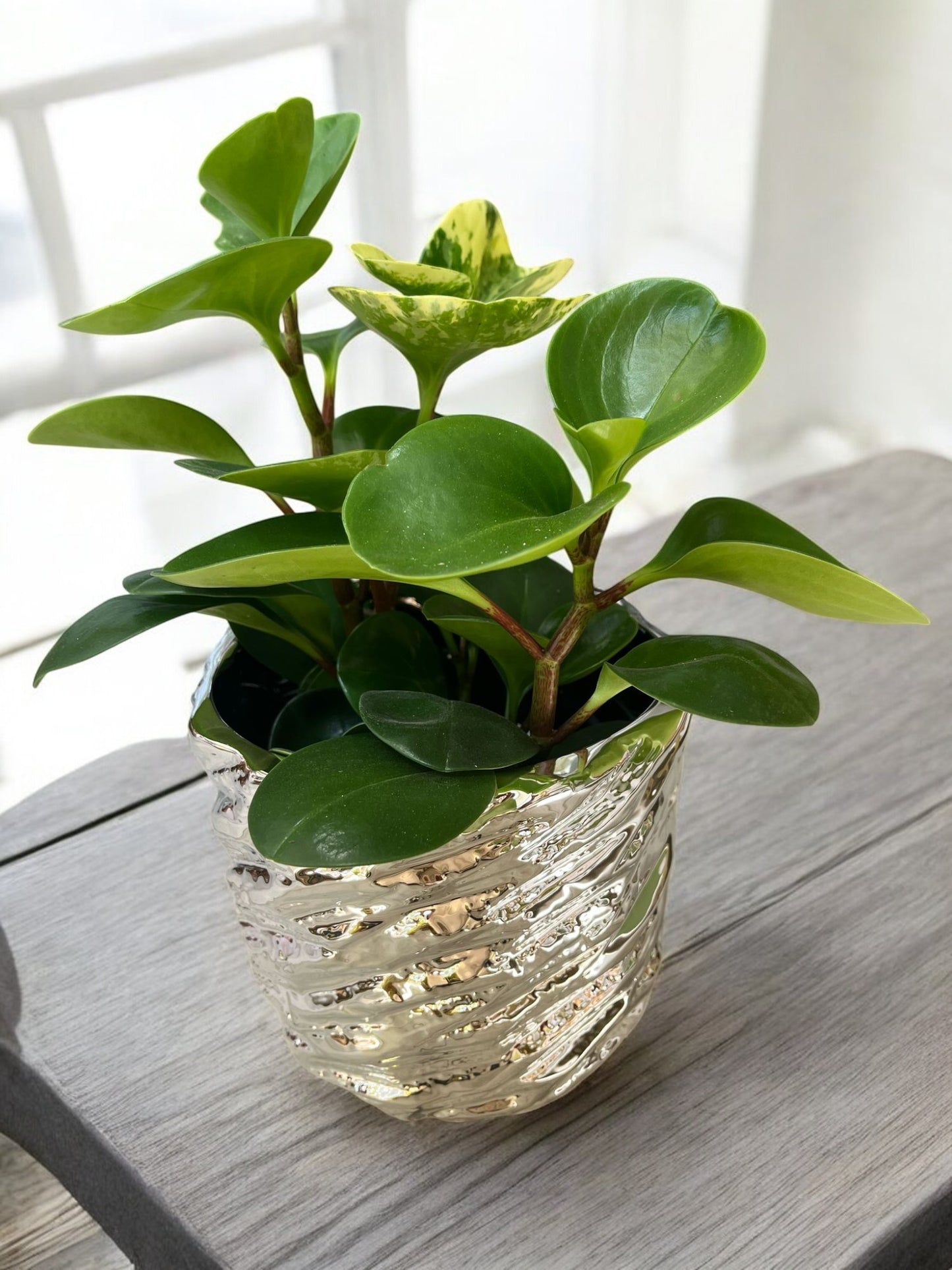 Peperomia Obtusifolia – Baby Rubber Plant | Easy-Care Indoor Beauty