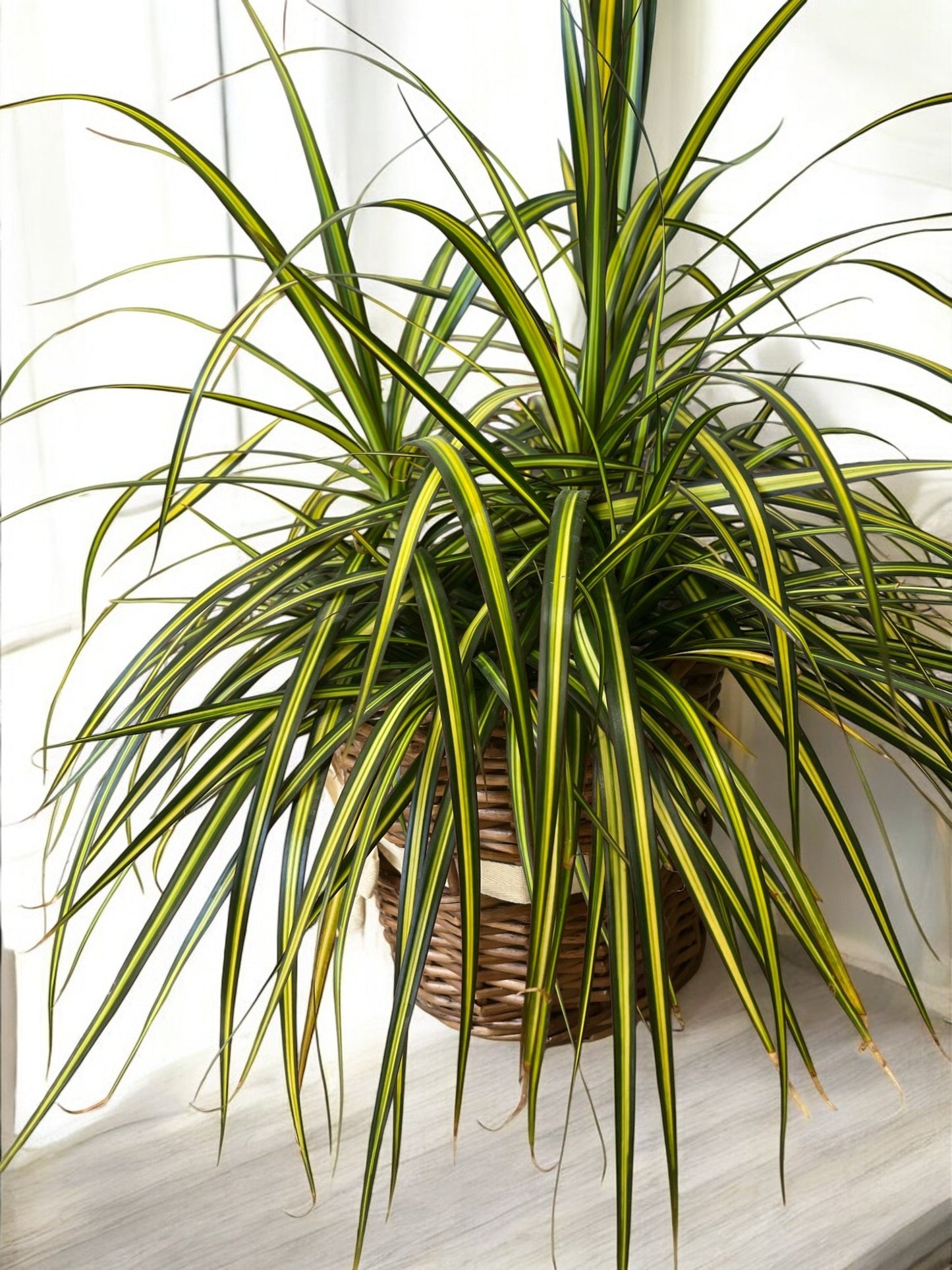 Dracaena Reflexa ‘Song of India’ – Air-Purifying Indoor Plant
