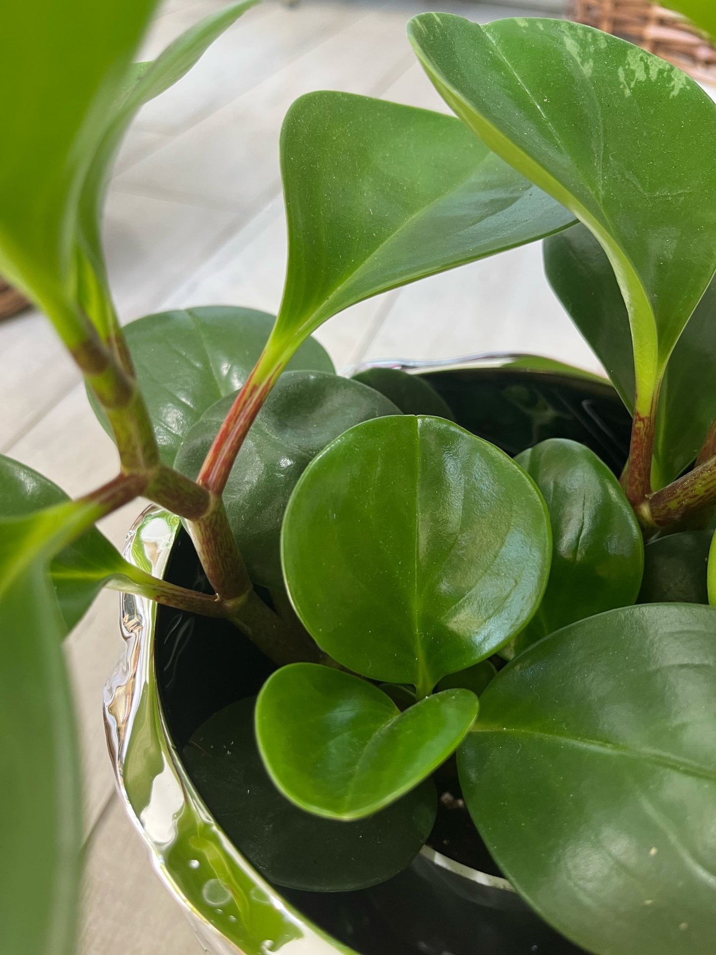 Peperomia Obtusifolia – Baby Rubber Plant | Easy-Care Indoor Beauty