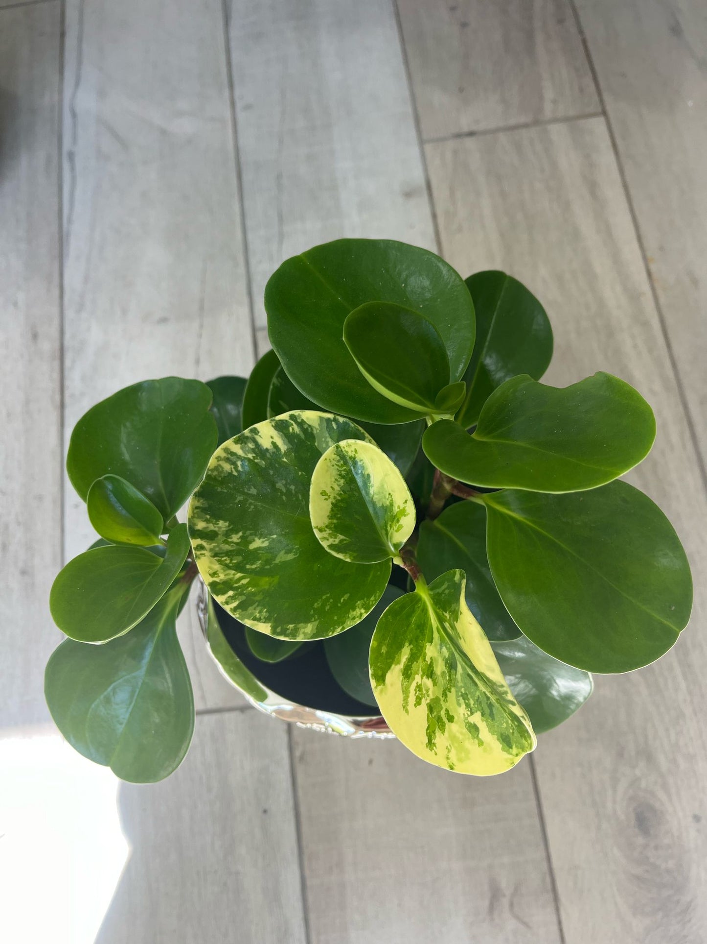 Peperomia Obtusifolia – Baby Rubber Plant | Easy-Care Indoor Beauty
