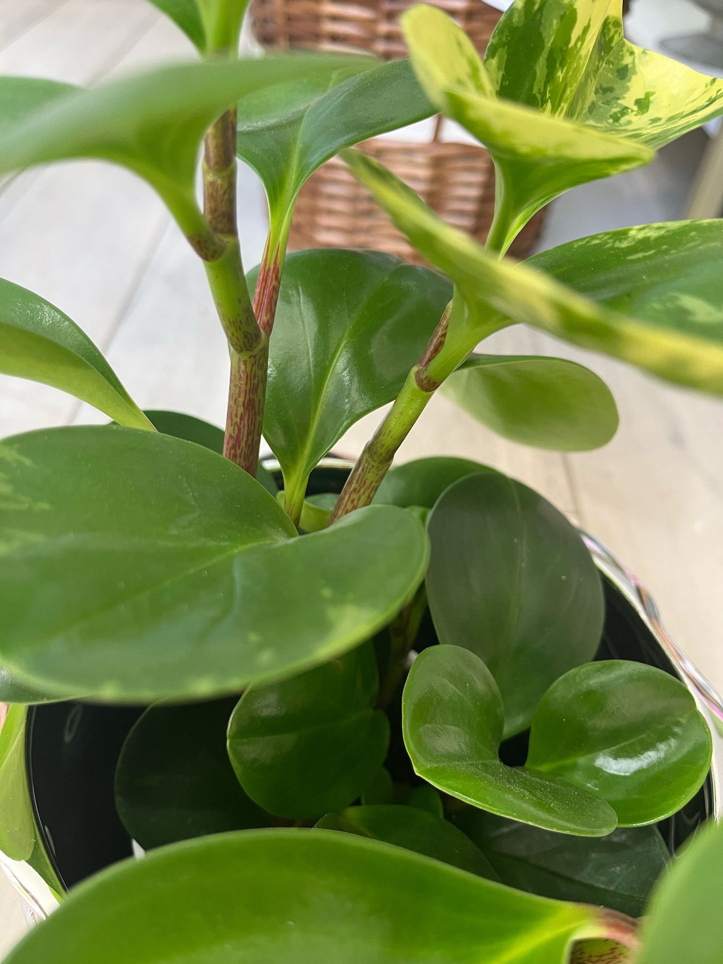 Peperomia Obtusifolia – Baby Rubber Plant | Easy-Care Indoor Beauty