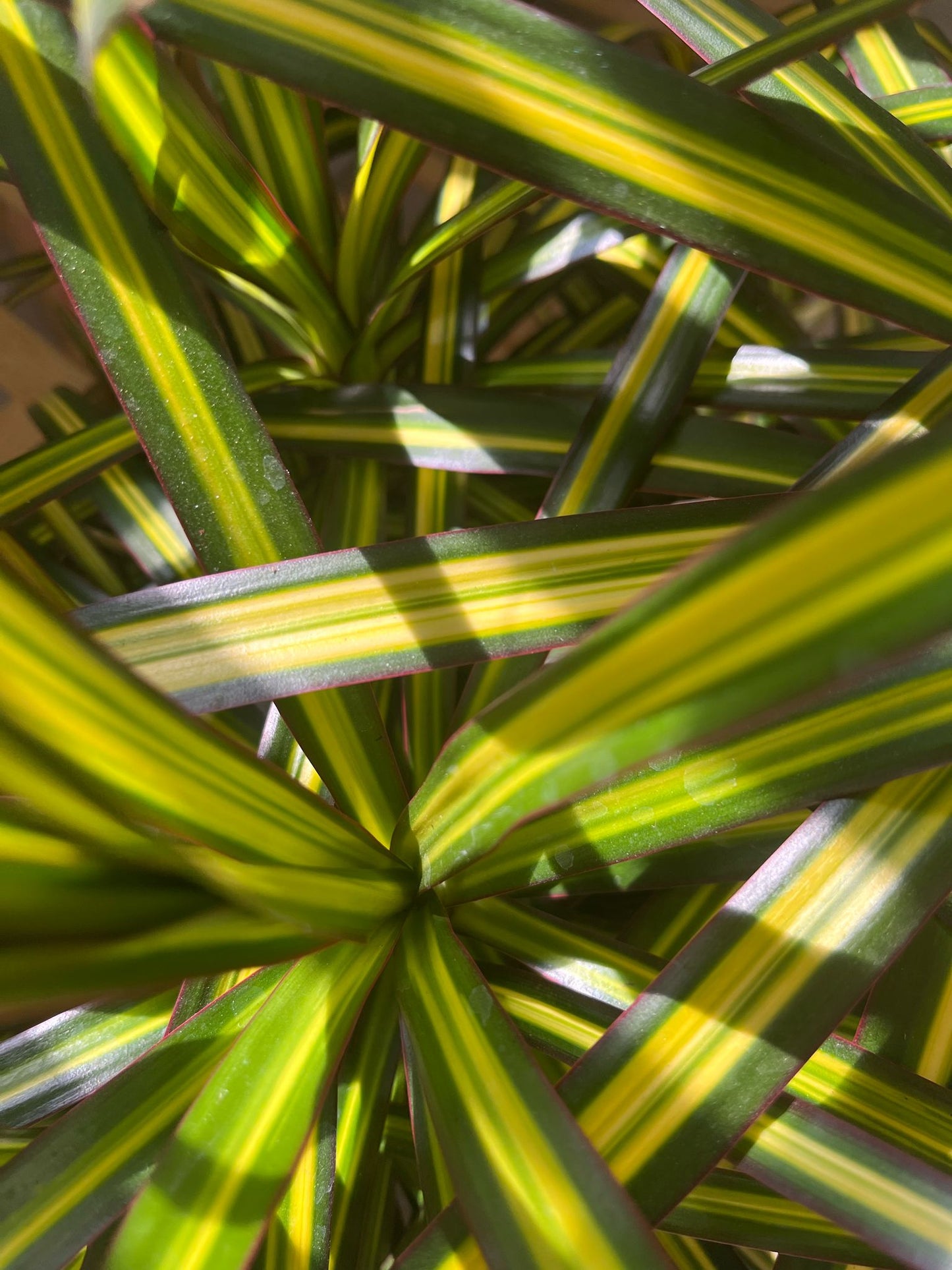 Dracaena Reflexa ‘Song of India’ – Air-Purifying Indoor Plant