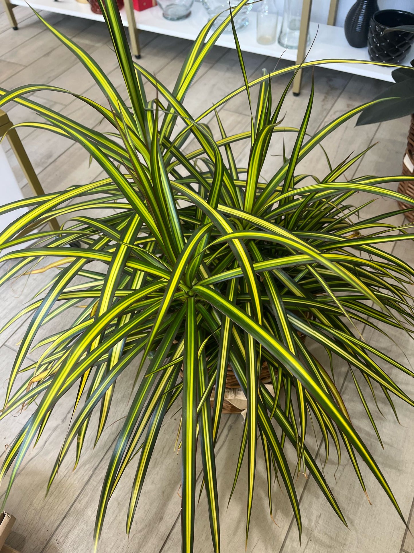 Dracaena Reflexa ‘Song of India’ – Air-Purifying Indoor Plant