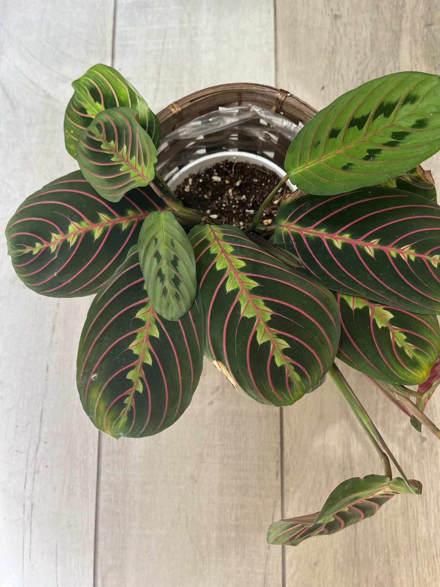 Maranta Leuconeura ‘Red Prayer Plant’ – Unique Low-Light Houseplant