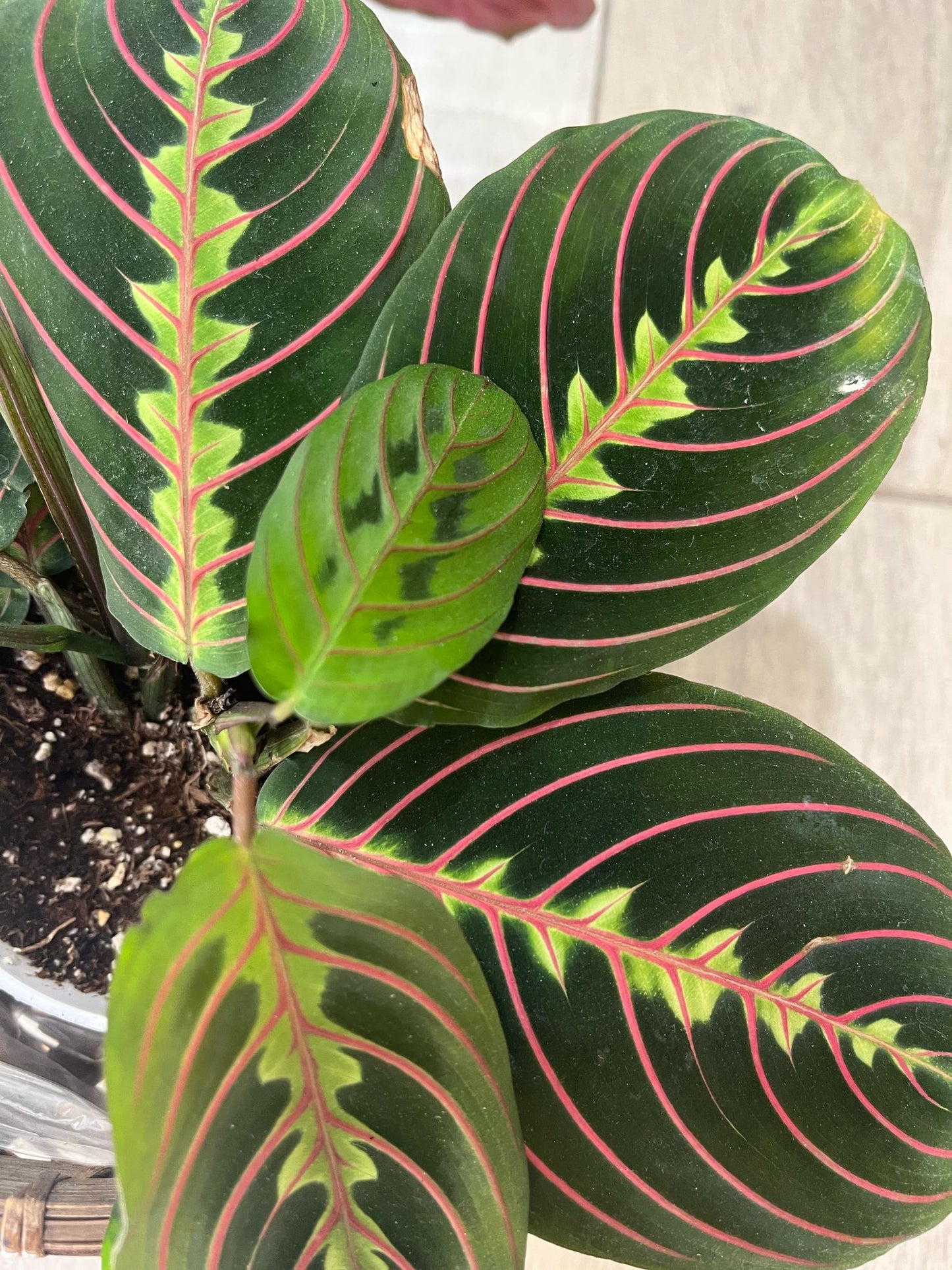 Maranta Leuconeura ‘Red Prayer Plant’ – Unique Low-Light Houseplant