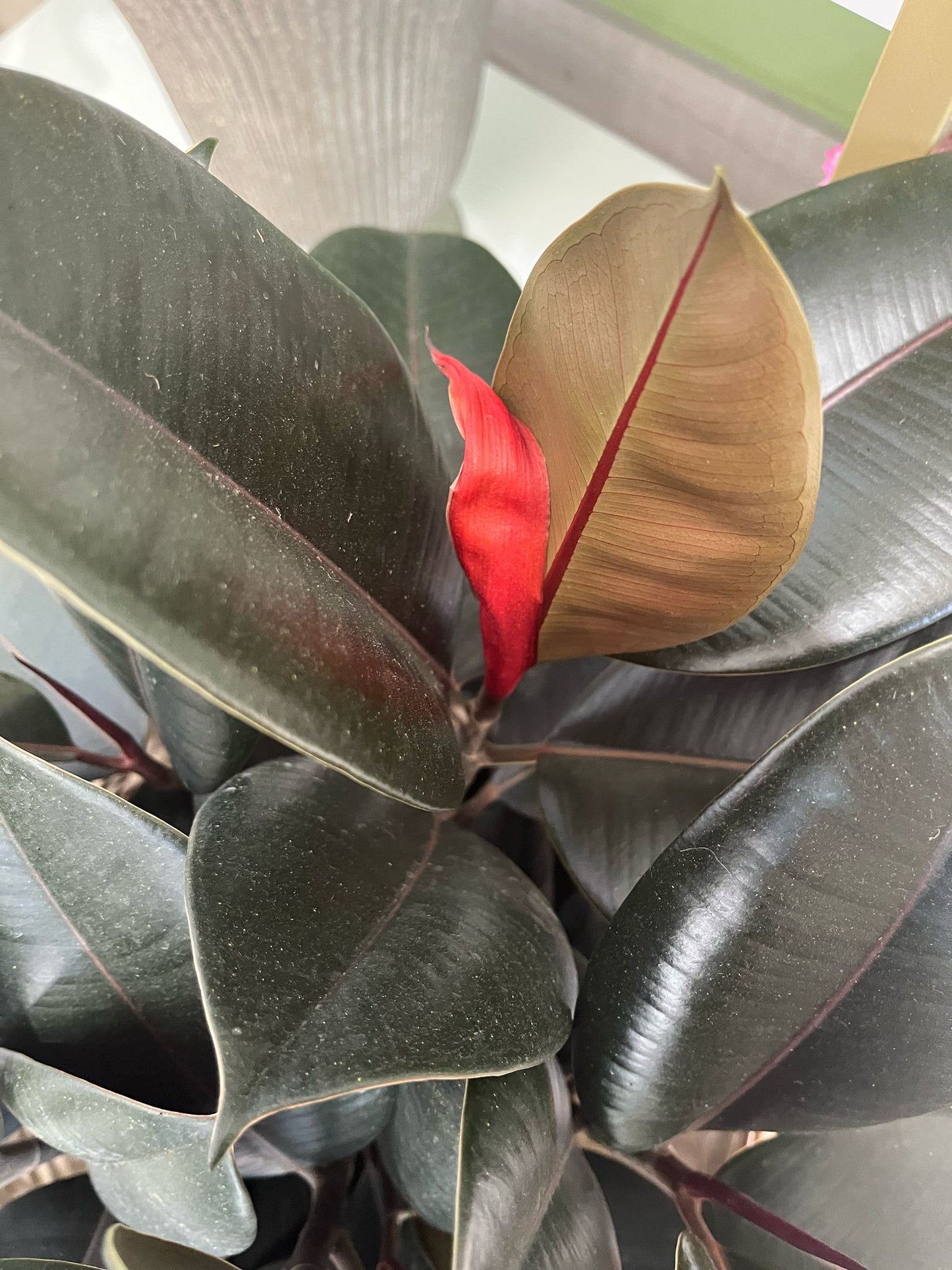 Ficus Elastica ‘Burgundy Rubber Plant’ – Bold & Easy-Care Houseplant