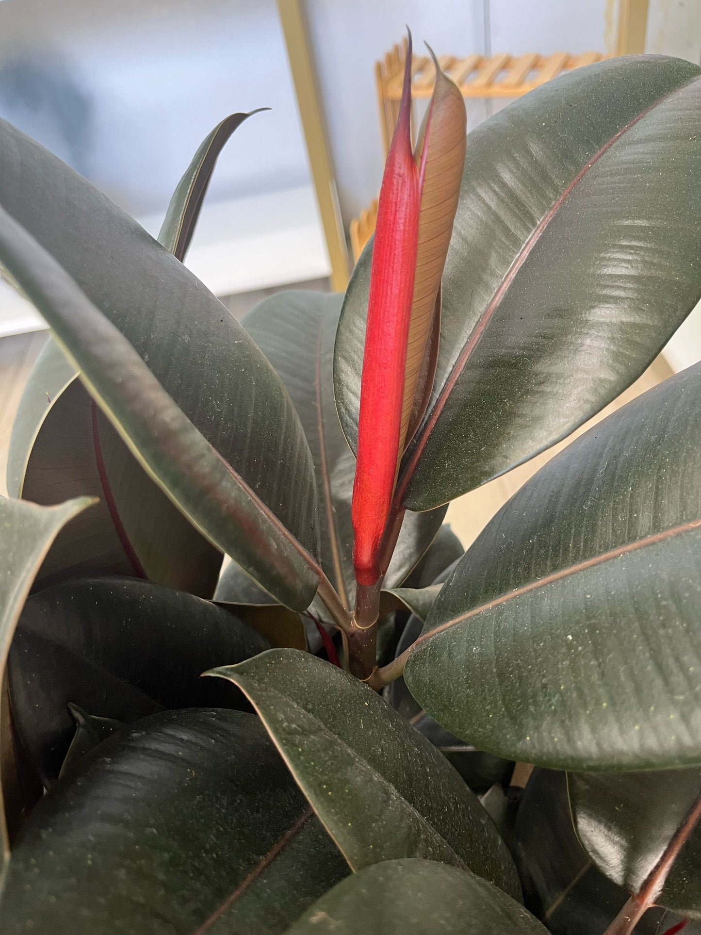 Ficus Elastica ‘Burgundy Rubber Plant’ – Bold & Easy-Care Houseplant