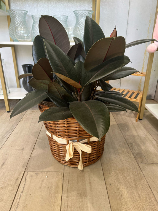 Ficus Elastica ‘Burgundy Rubber Plant’ – Bold & Easy-Care Houseplant