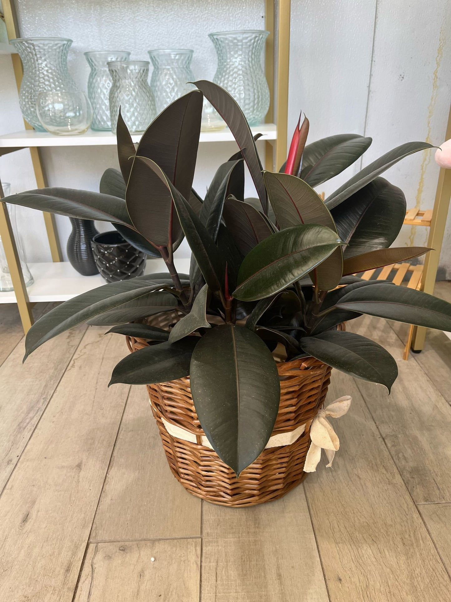 Ficus Elastica ‘Burgundy Rubber Plant’ – Bold & Easy-Care Houseplant