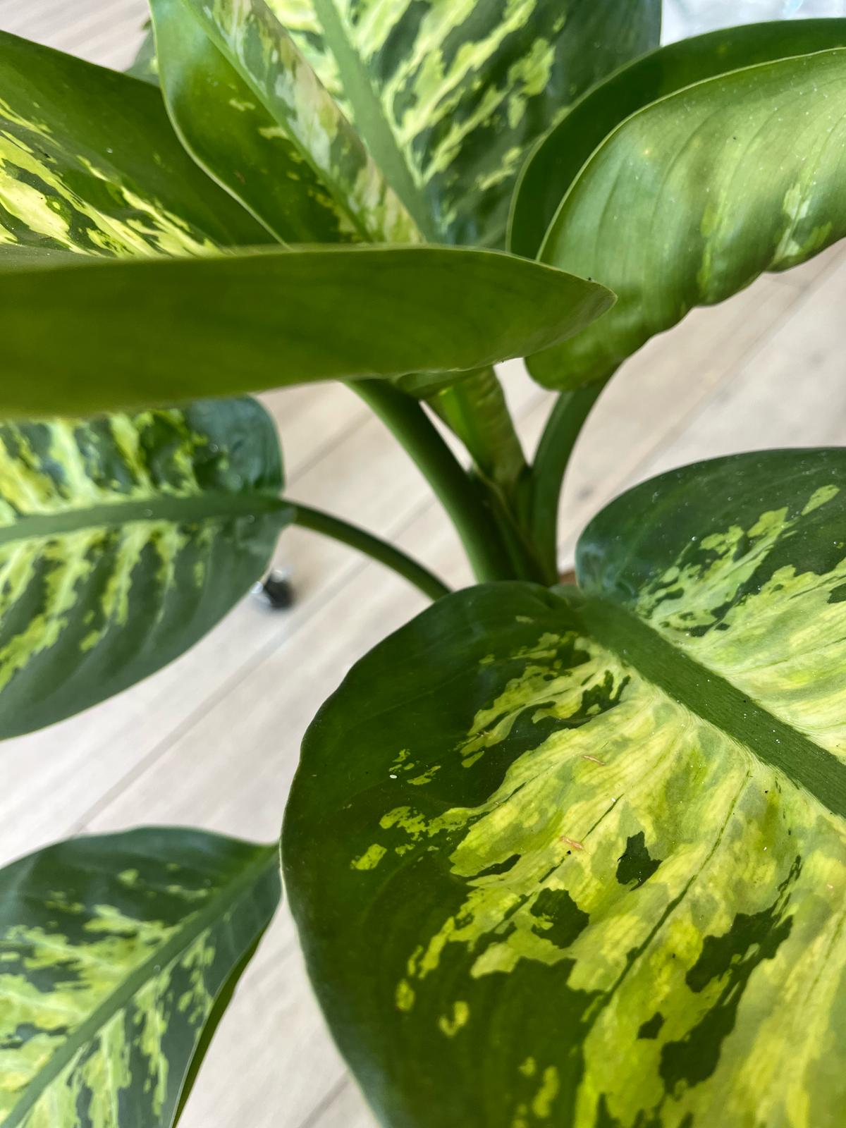 Dieffenbachia ‘Camille’ – Lush & Air-Purifying Houseplant