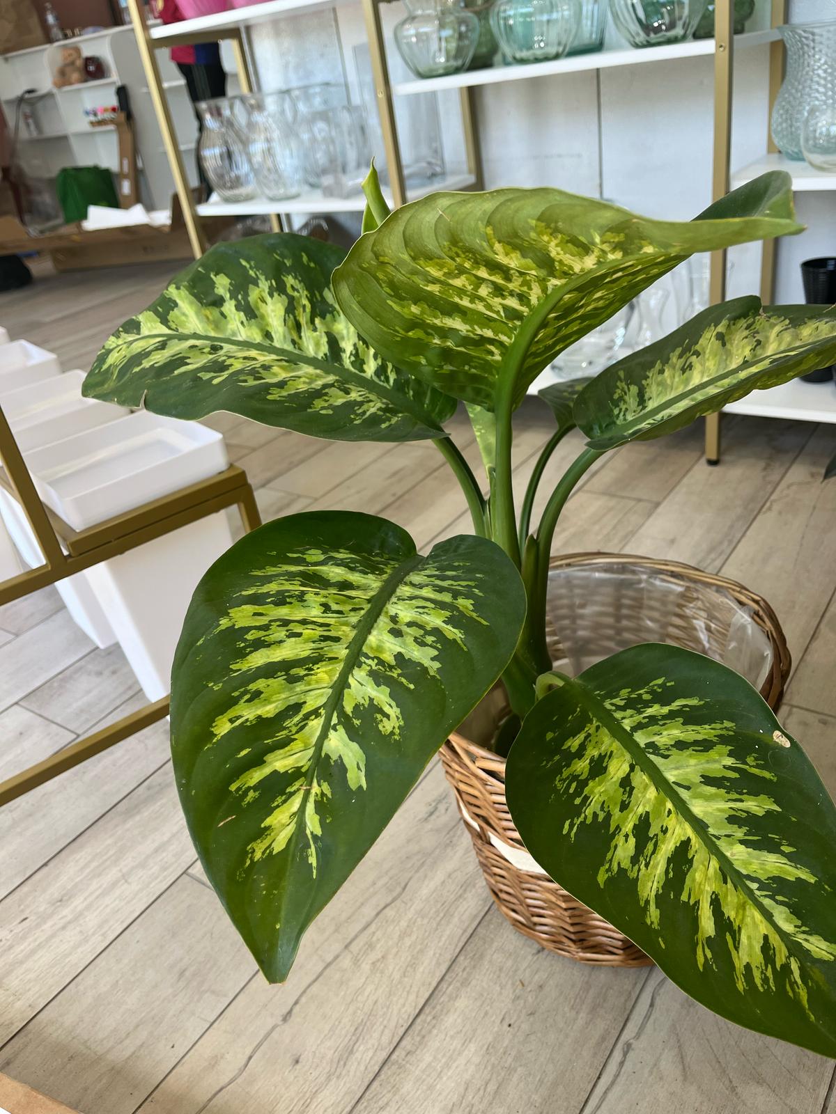 Dieffenbachia ‘Camille’ – Lush & Air-Purifying Houseplant
