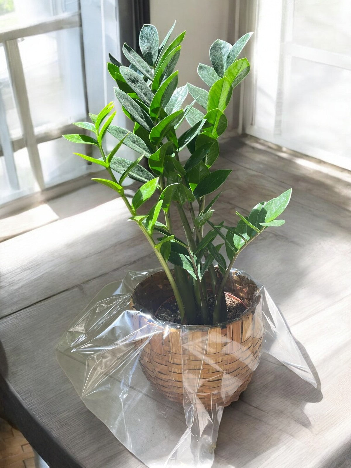 Peperomia Obtusifolia – Low-Maintenance Indoor Plant