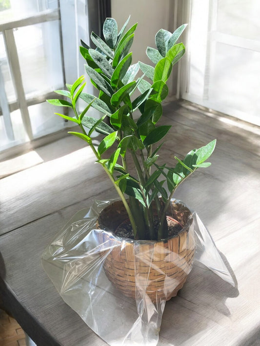 Peperomia Obtusifolia – Low-Maintenance Indoor Plant