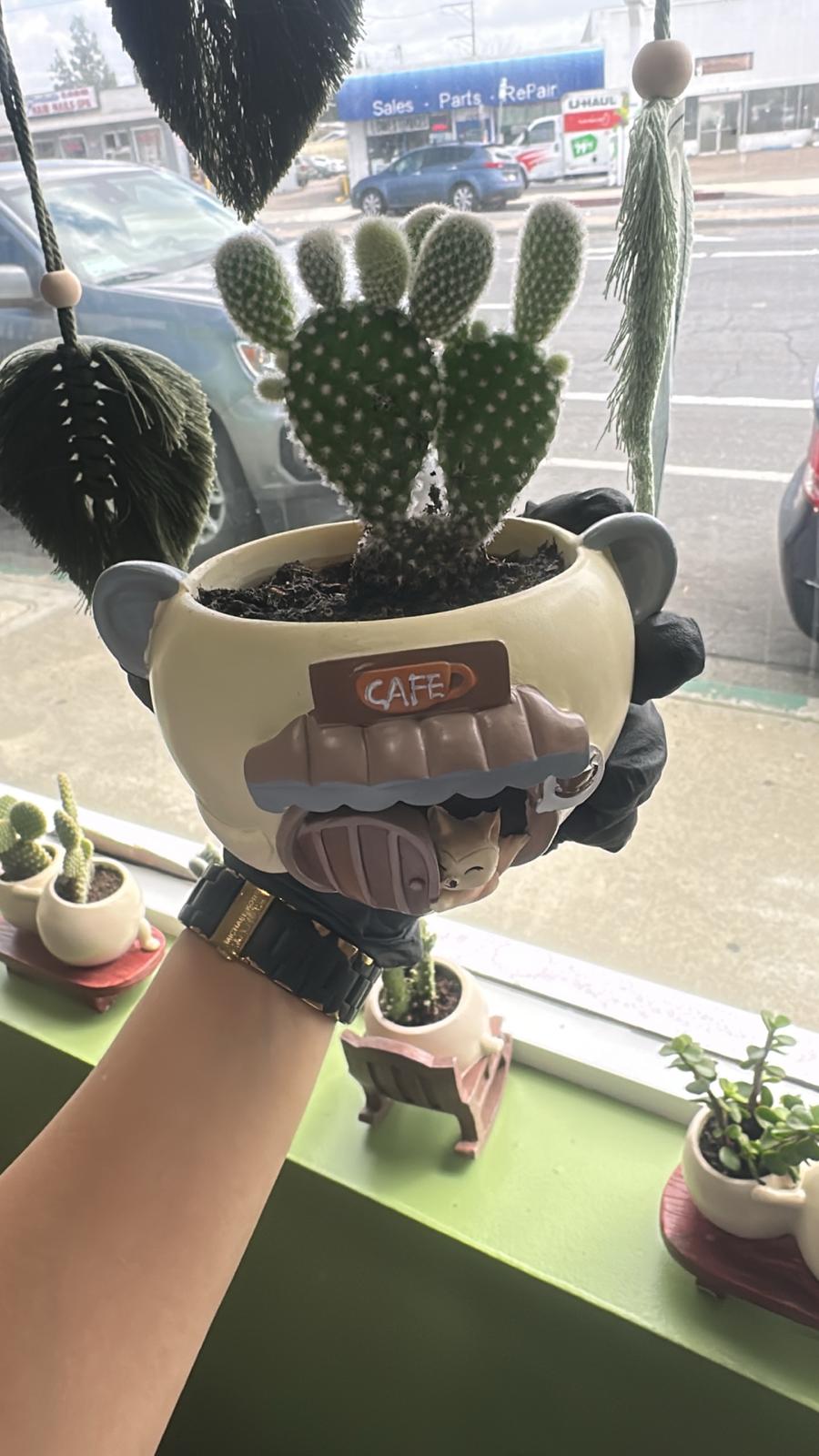 Bunny Ear Cactus – Easy-Care Indoor & Outdoor Plant