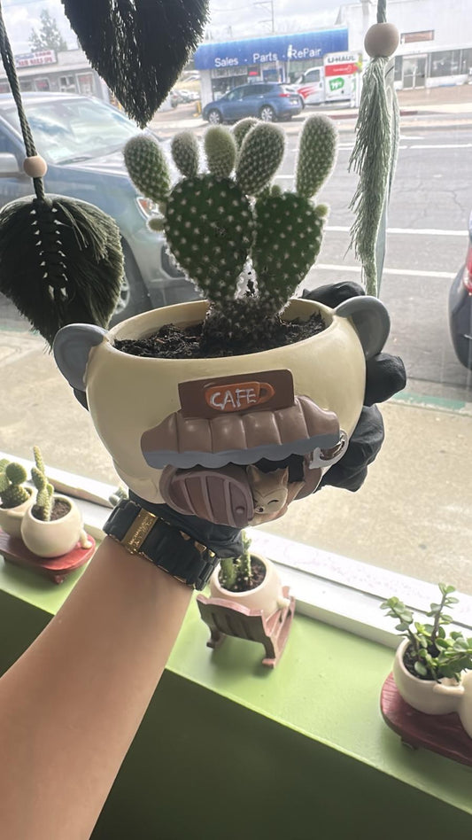 Bunny Ear Cactus – Easy-Care Indoor & Outdoor Plant