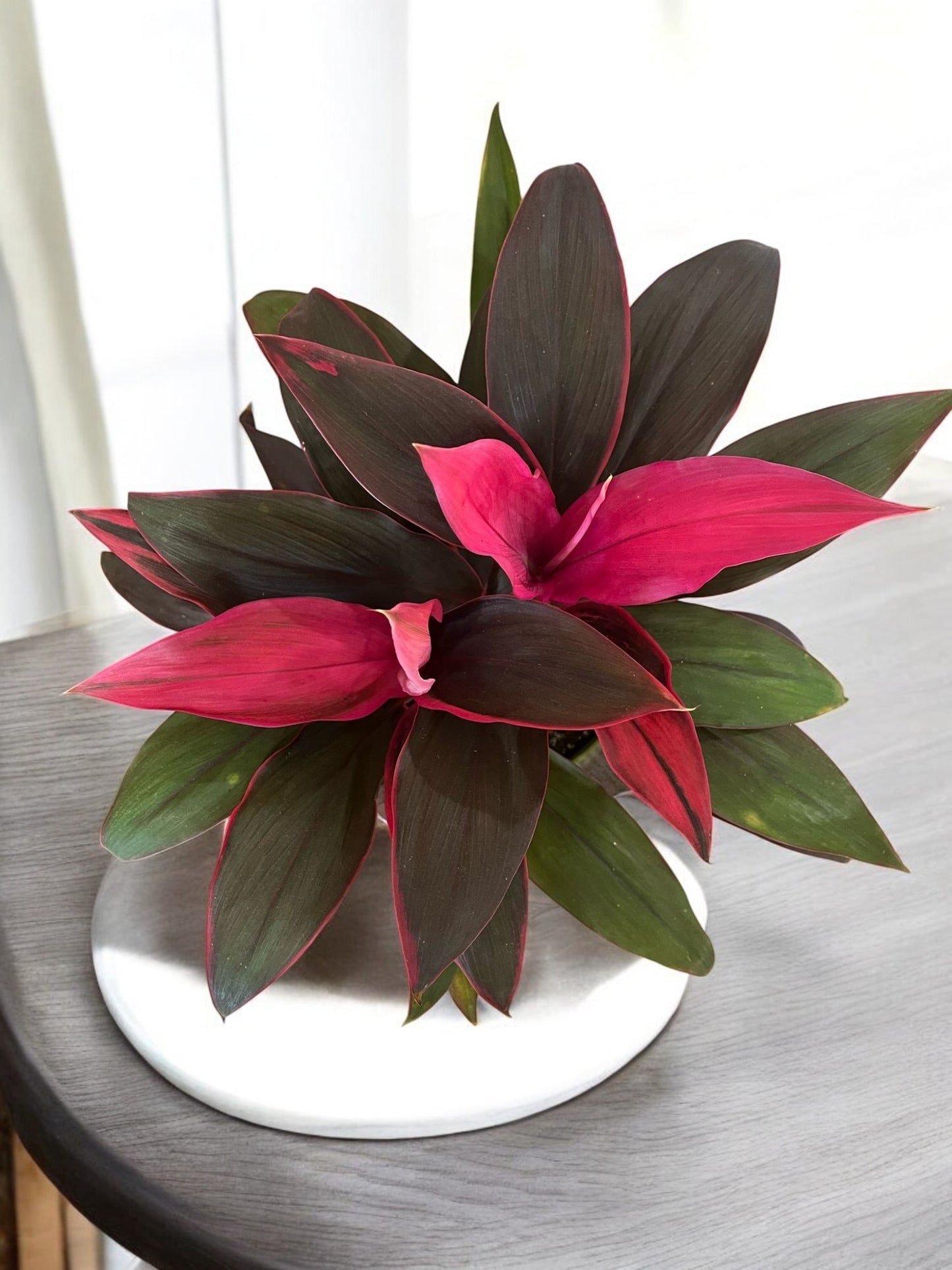 Hawaiian Ti Plant – Exotic Pink & Green Cordyline in Decorative Planter