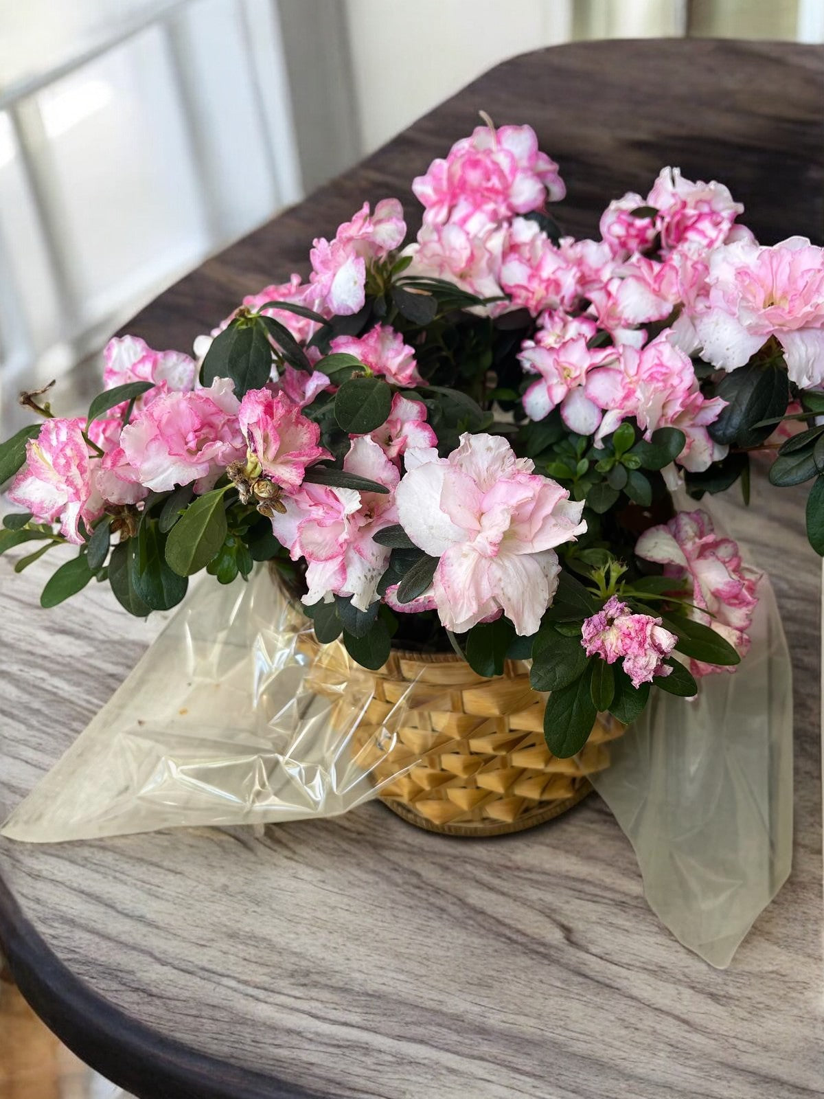 Pink Azalea – Blooming Elegance for Any Space